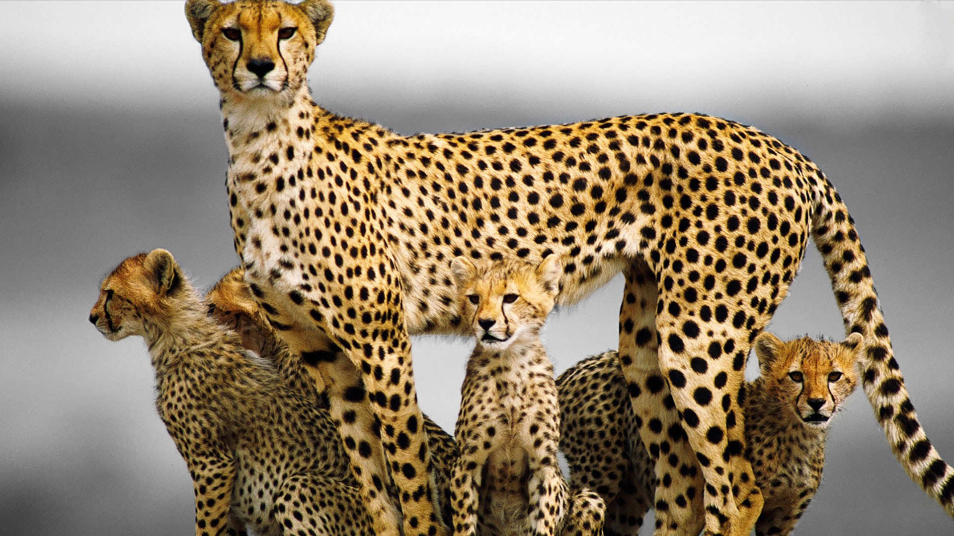 Animals Baby Animals Cheetahs 1920x1080