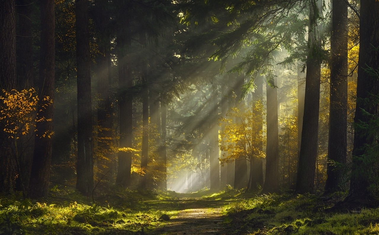 Mist Forest Sunlight Trees Grass Sunbeams Path Nature Green Yellow Landscape Sun Rays Morning Forest 1280x792