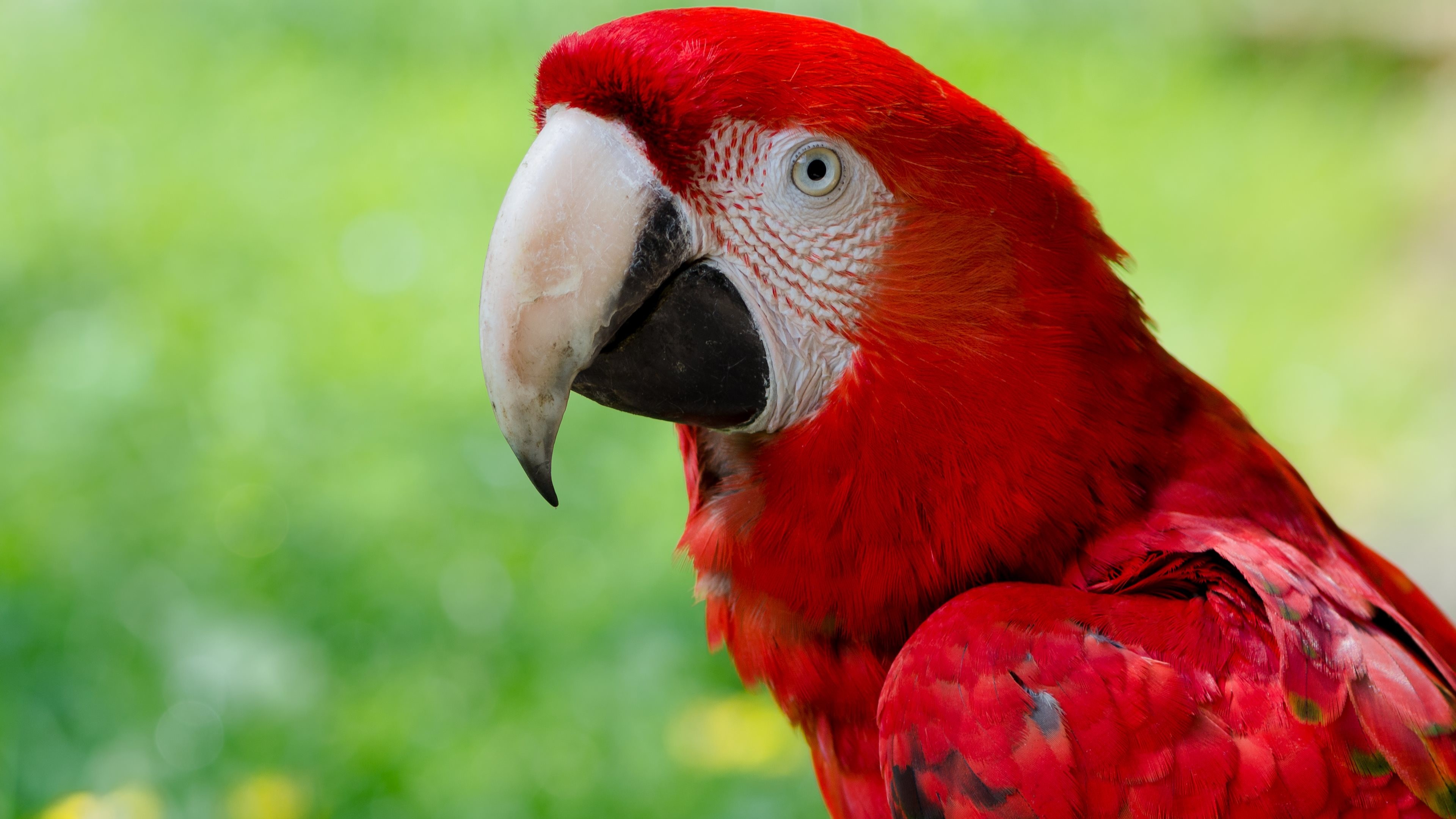 Animals Macaws Nature Closeup Birds Parrot 3840x2160