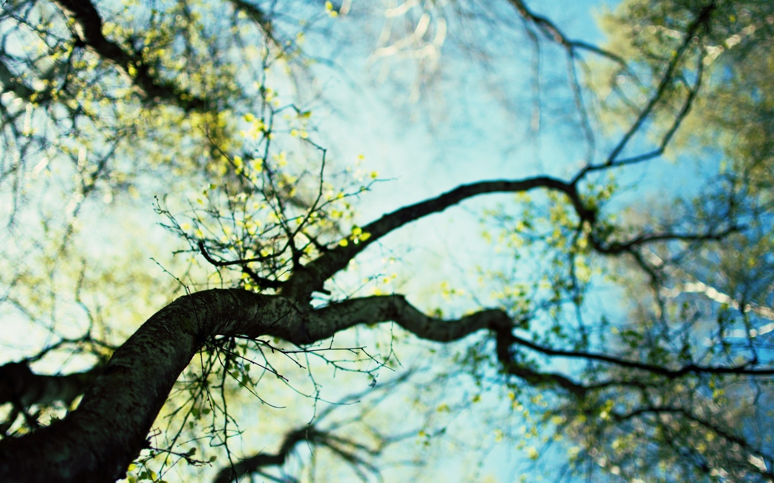 Treetops Canopy Leaf Sky 2560x1600
