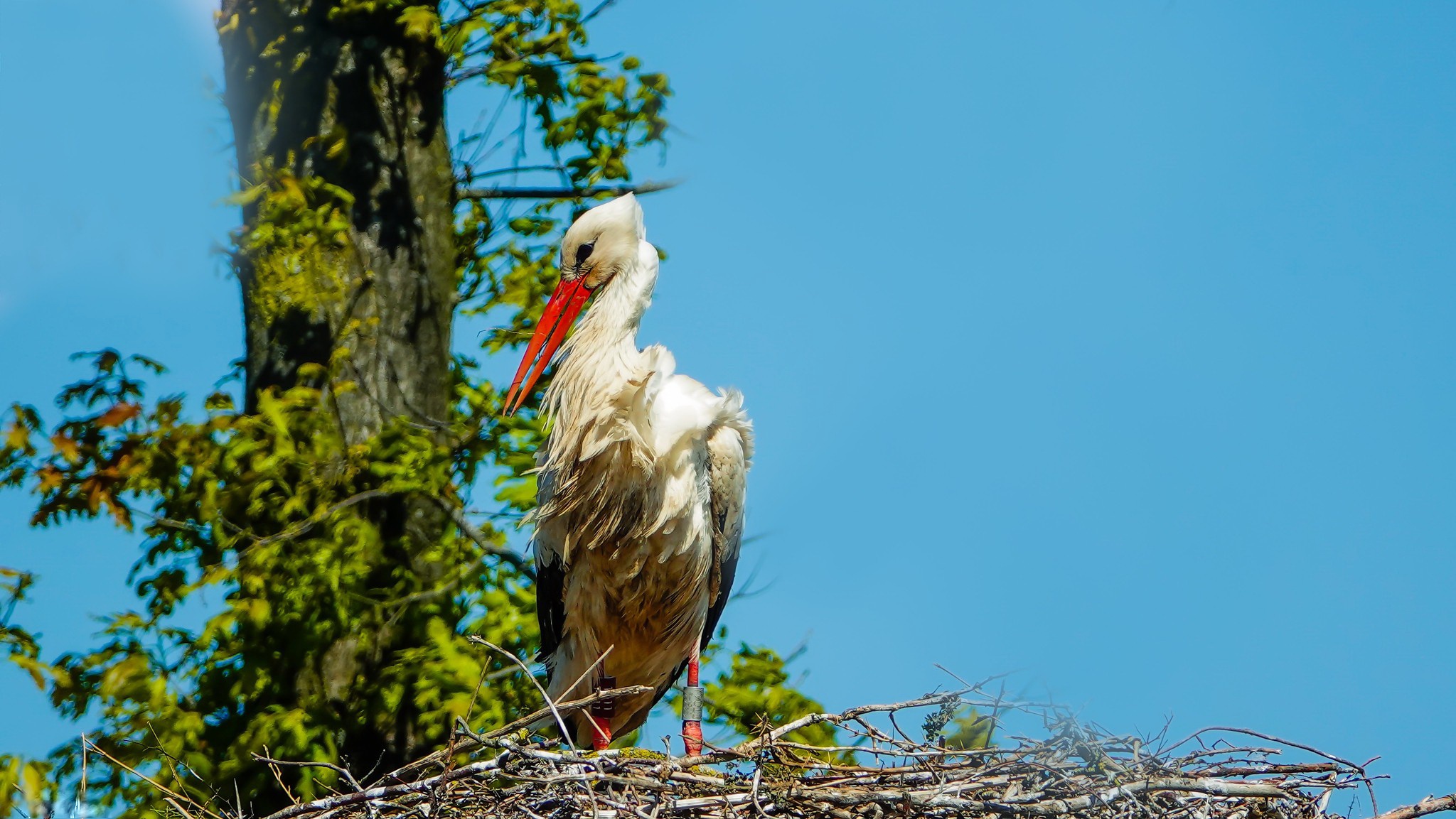 Plants Animals Birds Stork 2048x1153