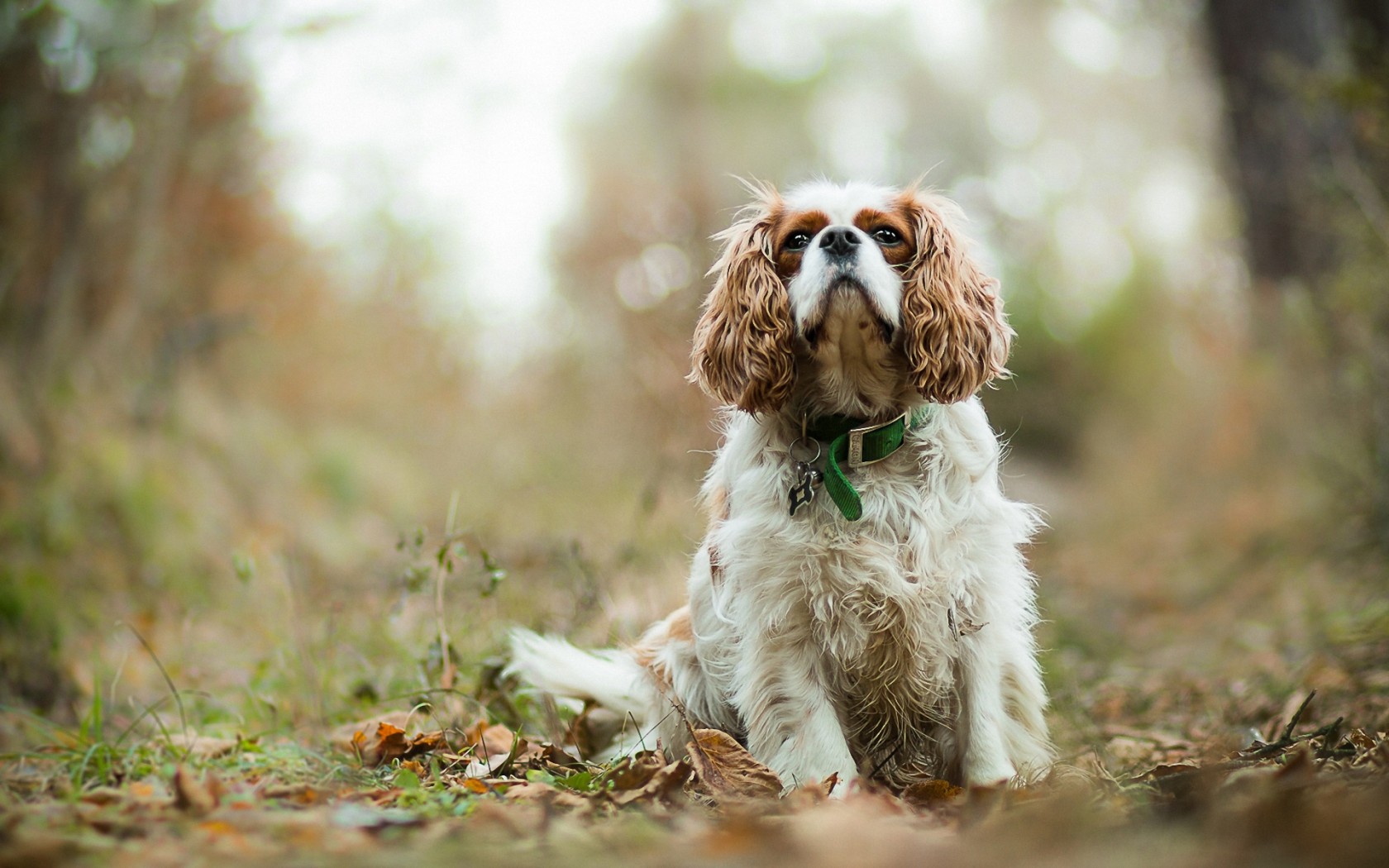 Cavalier King Charles Spaniel Spaniel 1680x1050