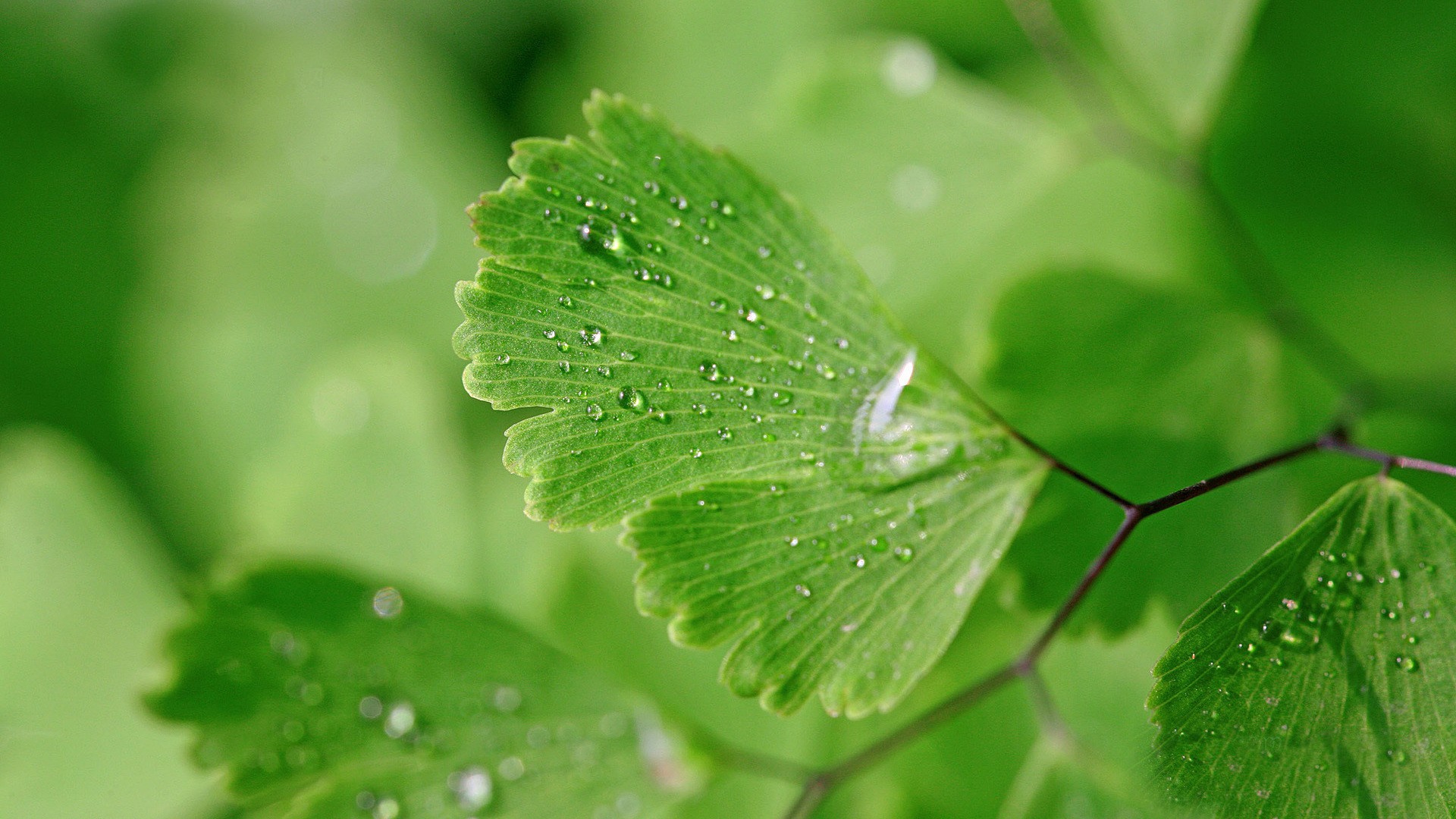 Nature Leaves Closeup Macro Plants Green Water Drops Ginko 1920x1080