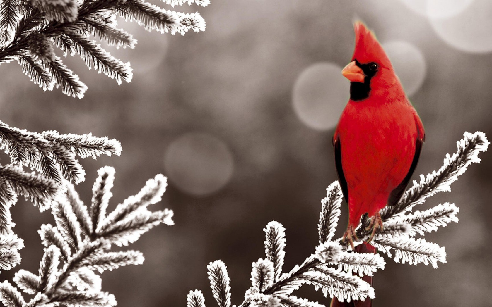 Animals Birds Colorful Frost Cardinals 1680x1050
