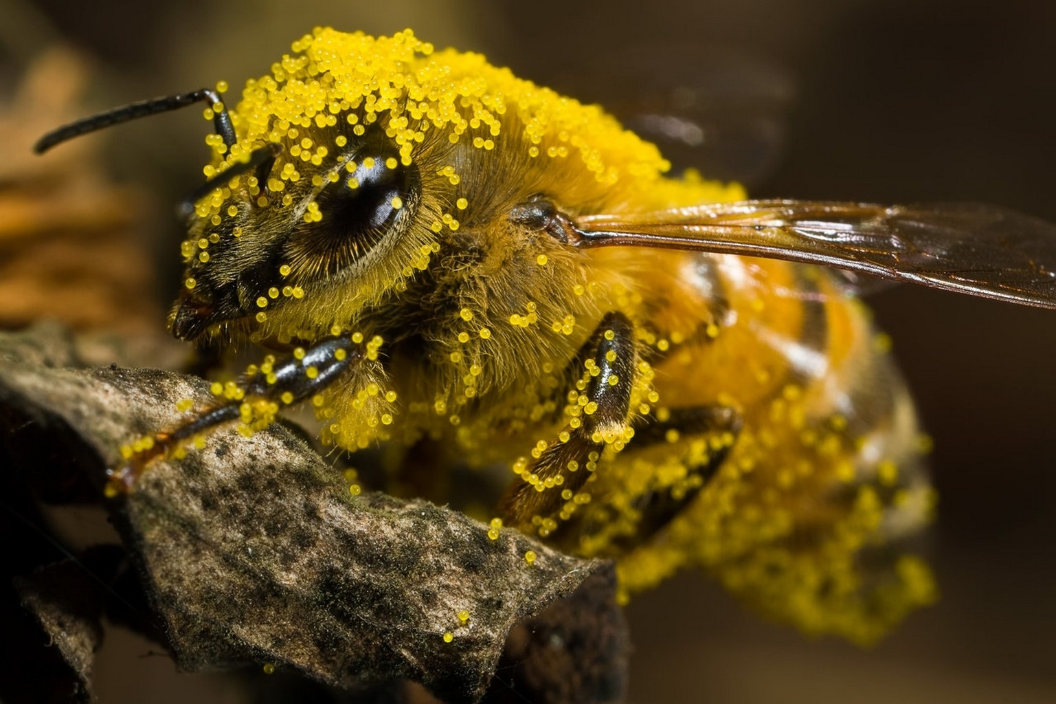 Bees Pollen Insect Yellow Animals 1537x1024
