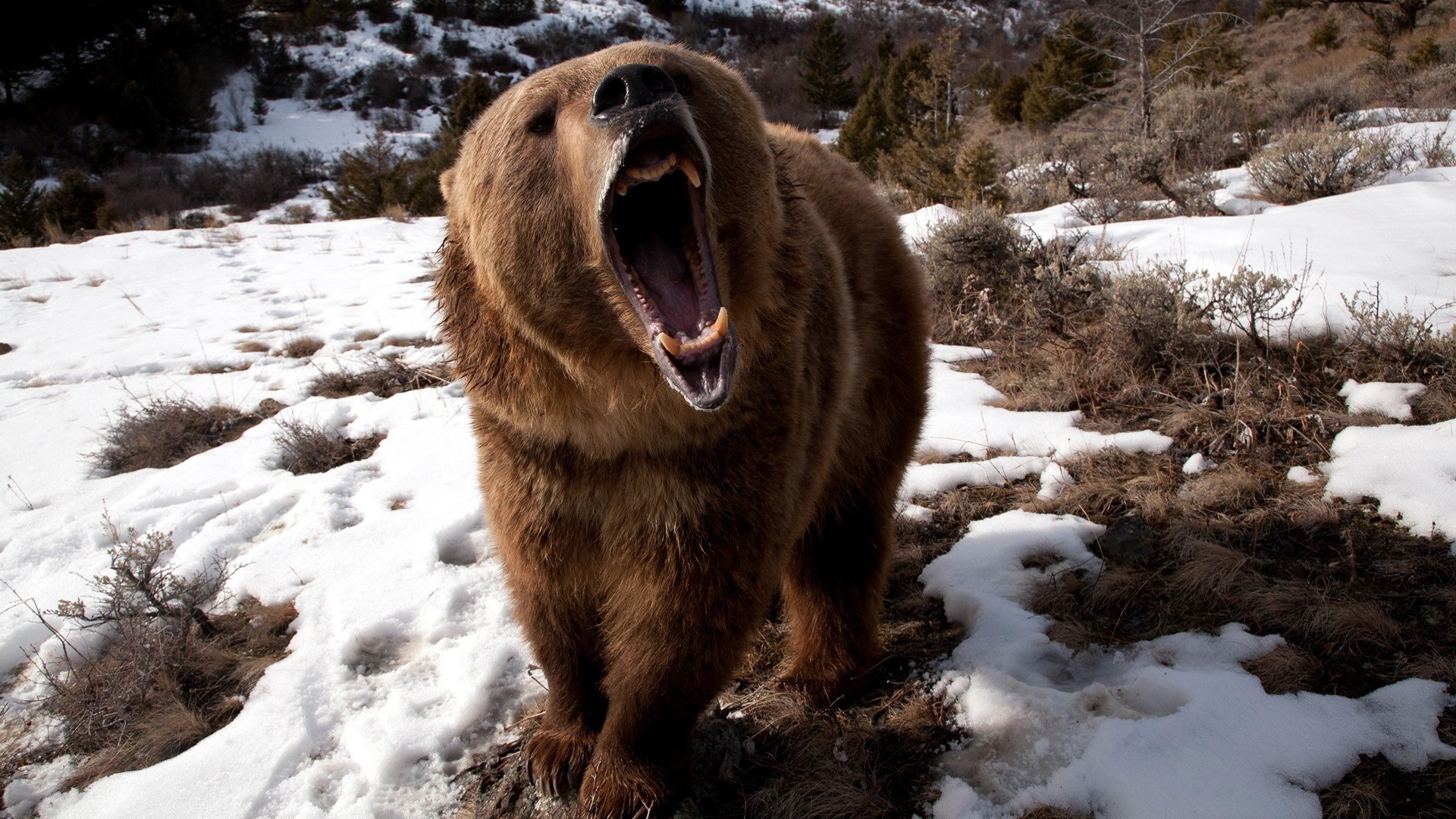 Bears Nature Bears Animals Nature Teeth Open Mouth Snow Roar Animals Bears 1920x1080