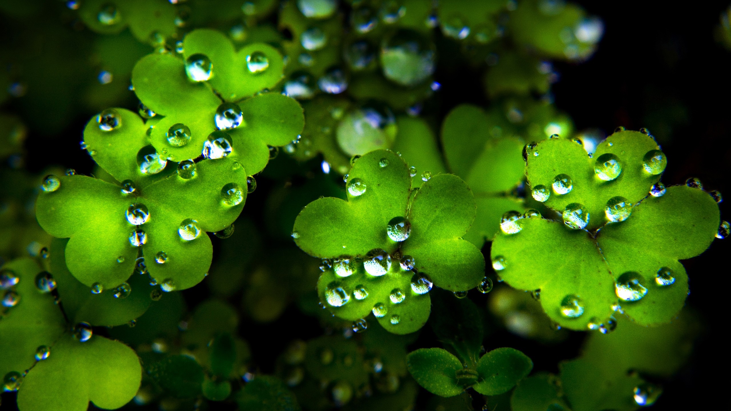Clovers Water Drops Leaves Plants Green 2560x1440