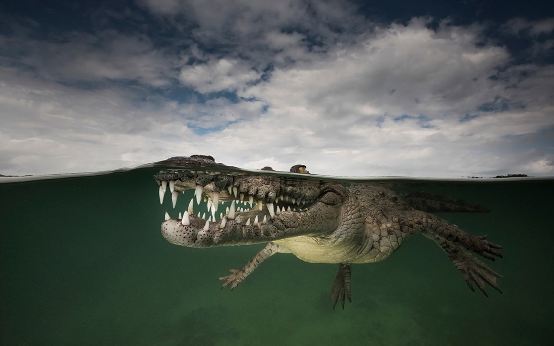 Animals Underwater Reptiles Crocodiles 1920x1200