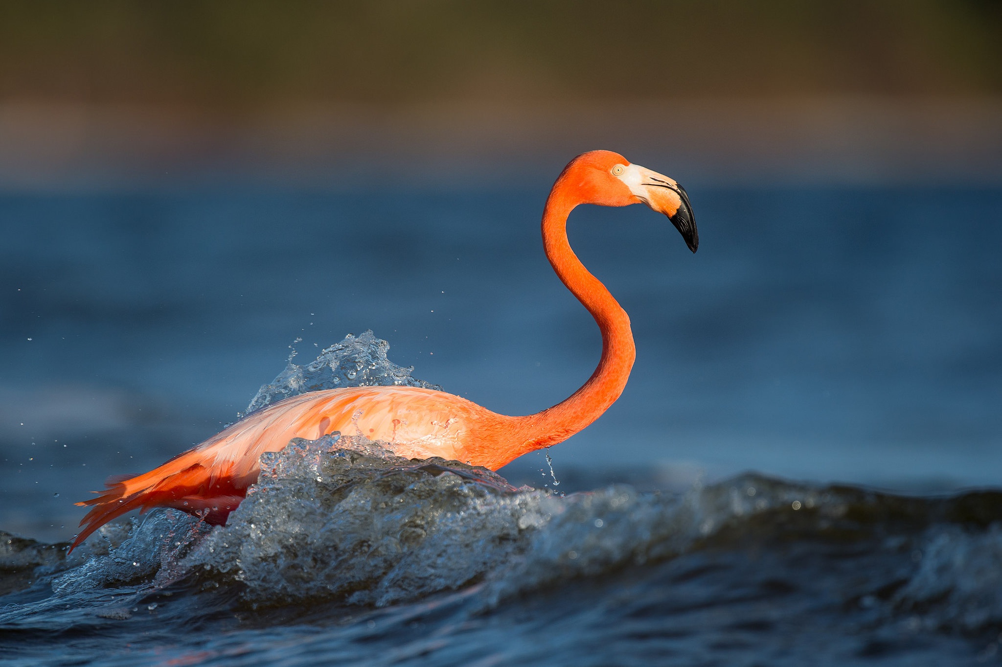 Pelicans Birds Nature Animals 2048x1363