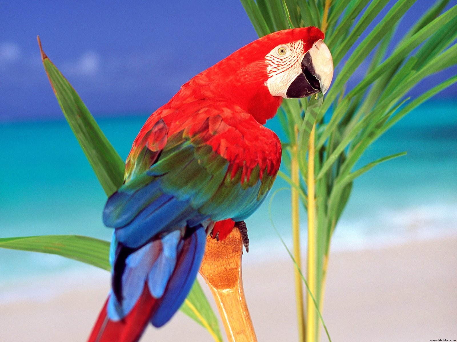 Animal Red And Green Macaw 1600x1200