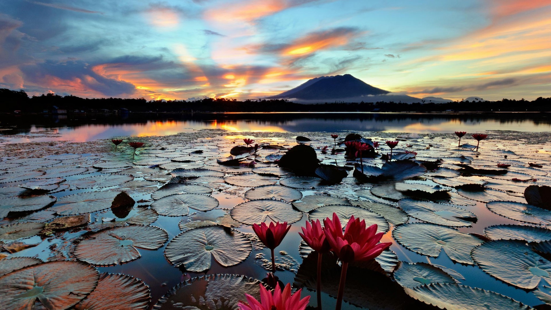 Nature Landscape Water Lake Hills Trees Philippines Flowers Lotus Flowers Forest Mist Clouds Sunset  1920x1080