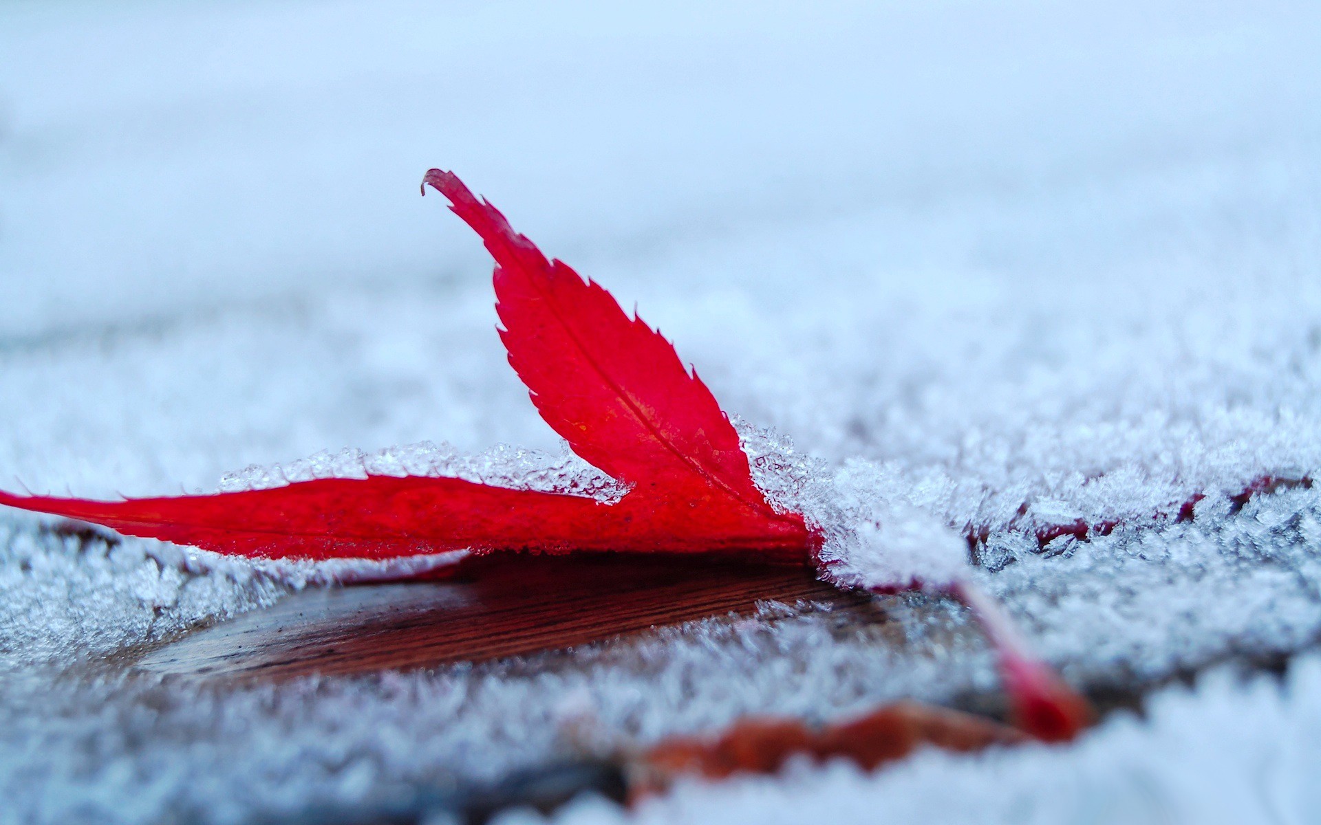 Frost Leaves Maple Leaves Depth Of Field Nature Red Leaves Snow Macro Wet Red Fallen Leaves Winter 1920x1200