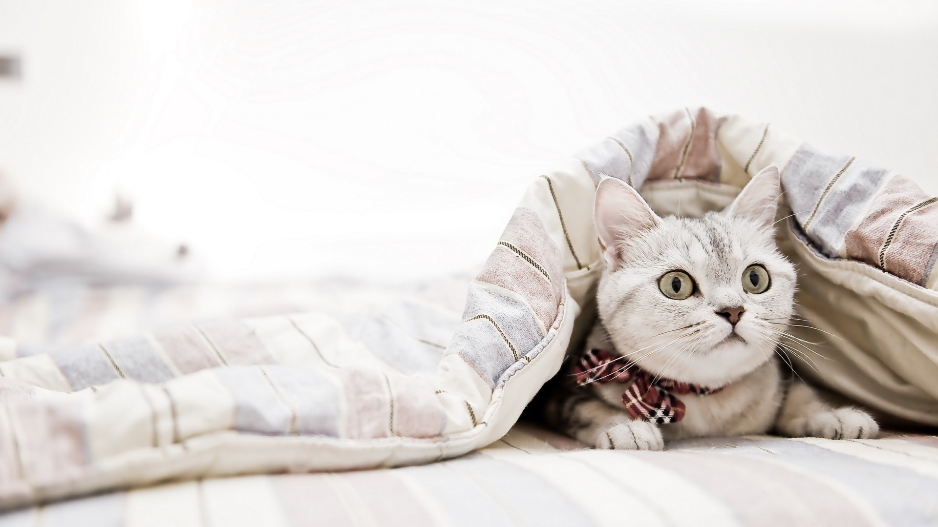 Cats Bedroom Blankets Animals 1920x1080