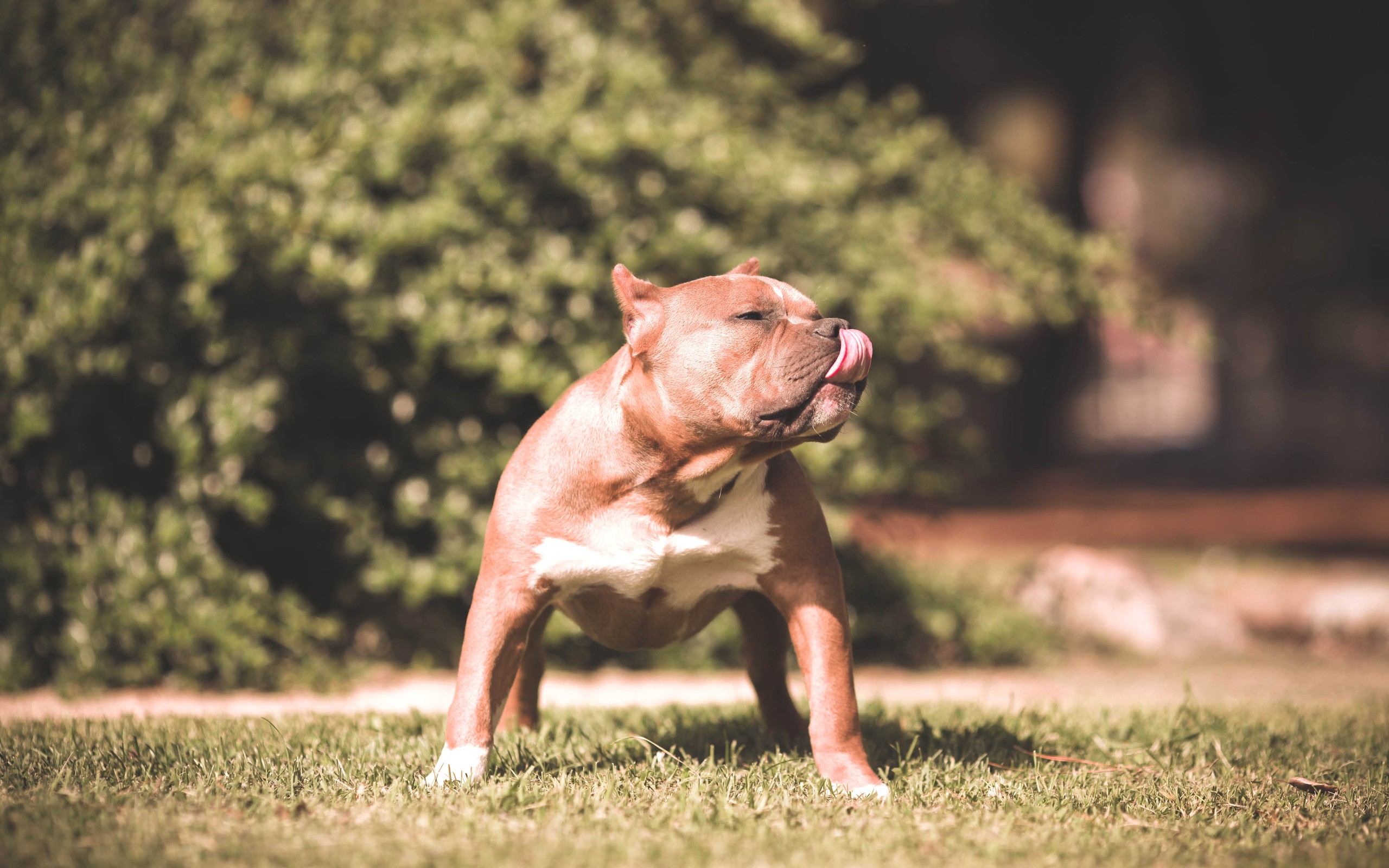 Pit Bull Dog Nature Depth Of Field 2560x1600