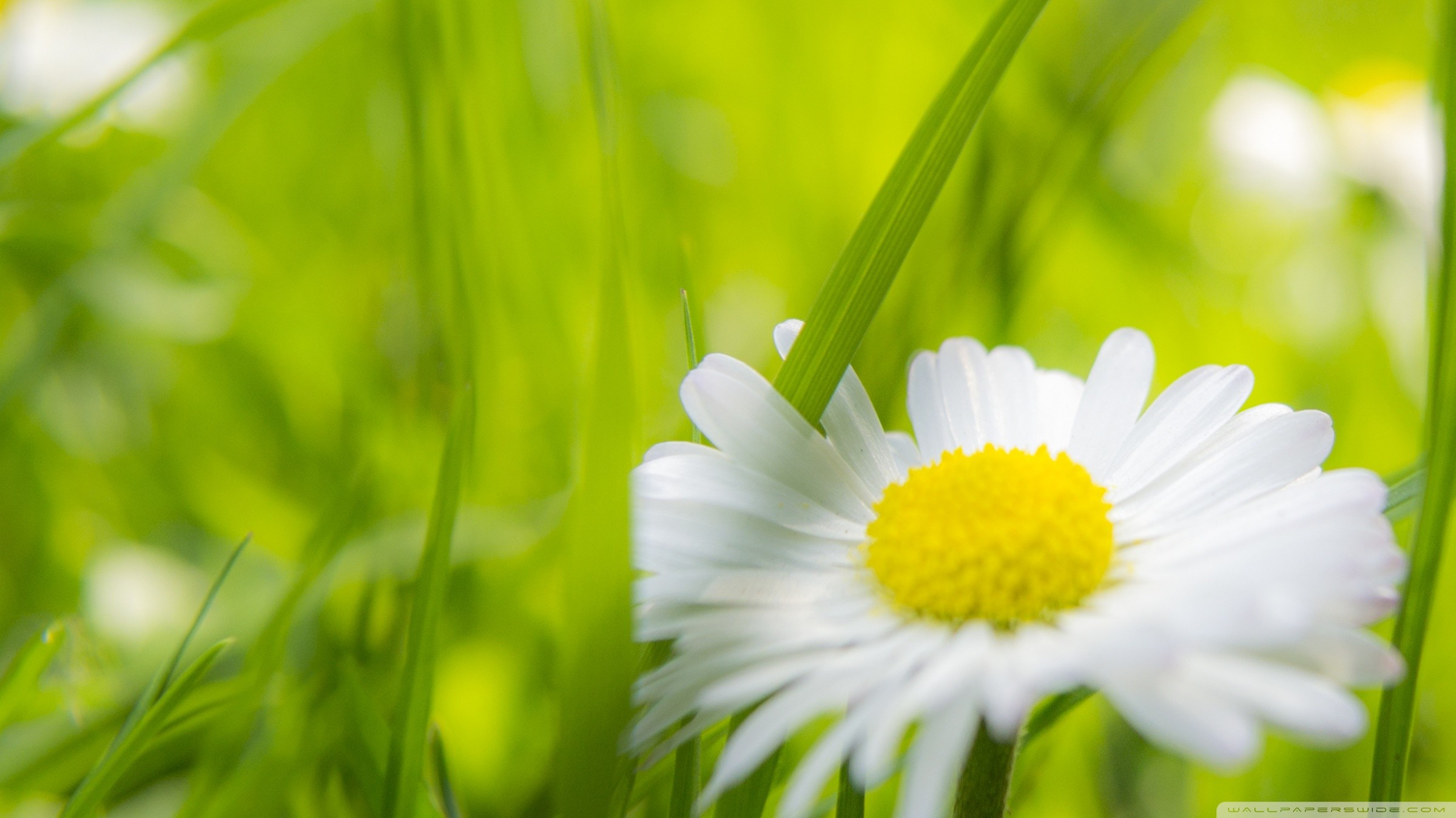 Daisies Matricaria Flowers 2400x1350