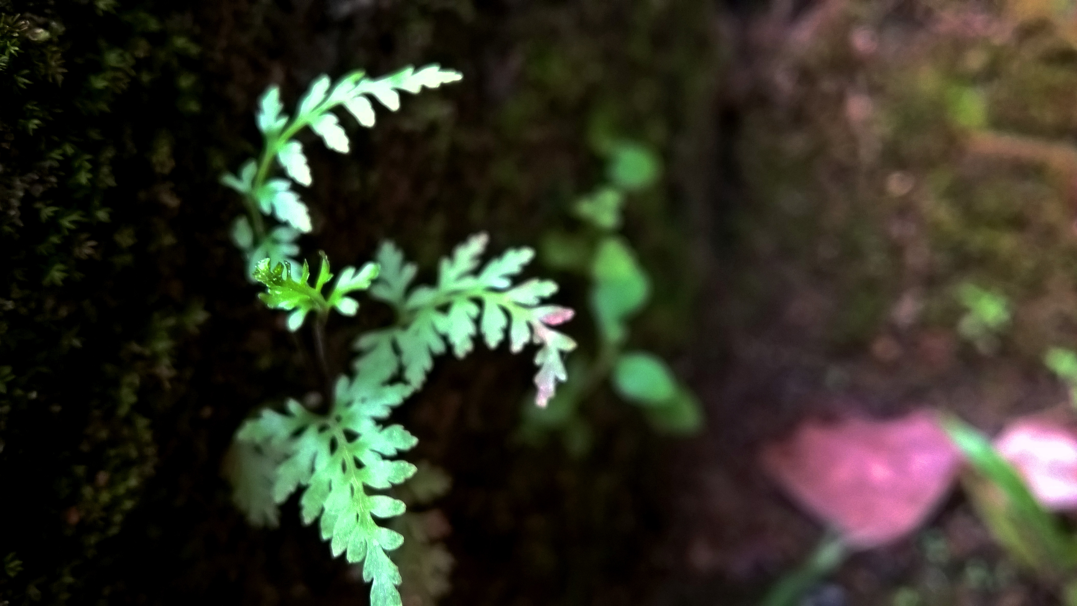 Leaves Flowers Trees Landscape Sri Lanka 4208x2368