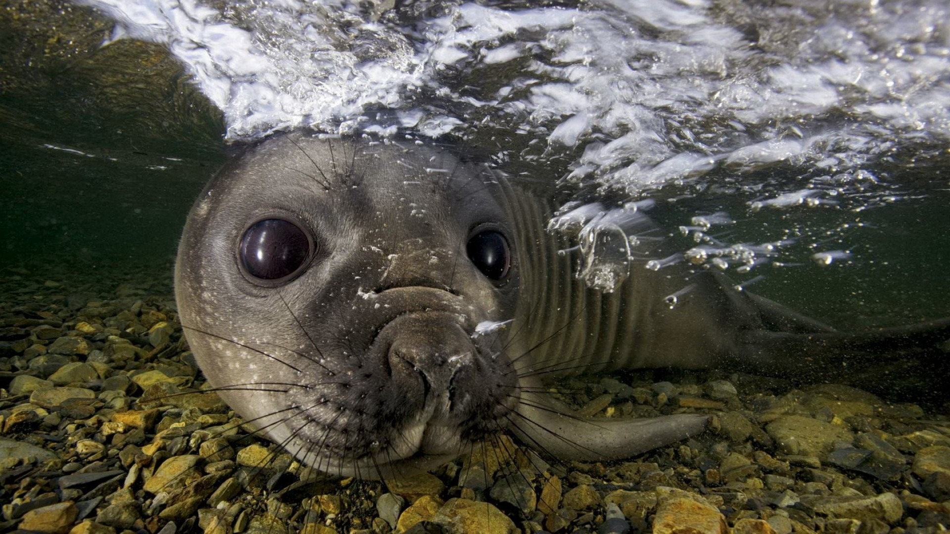 Nature Animals Water Sea Underwater Bubbles Seals Closeup Moustache Muzzles Stones Eyes Swimming 1920x1080