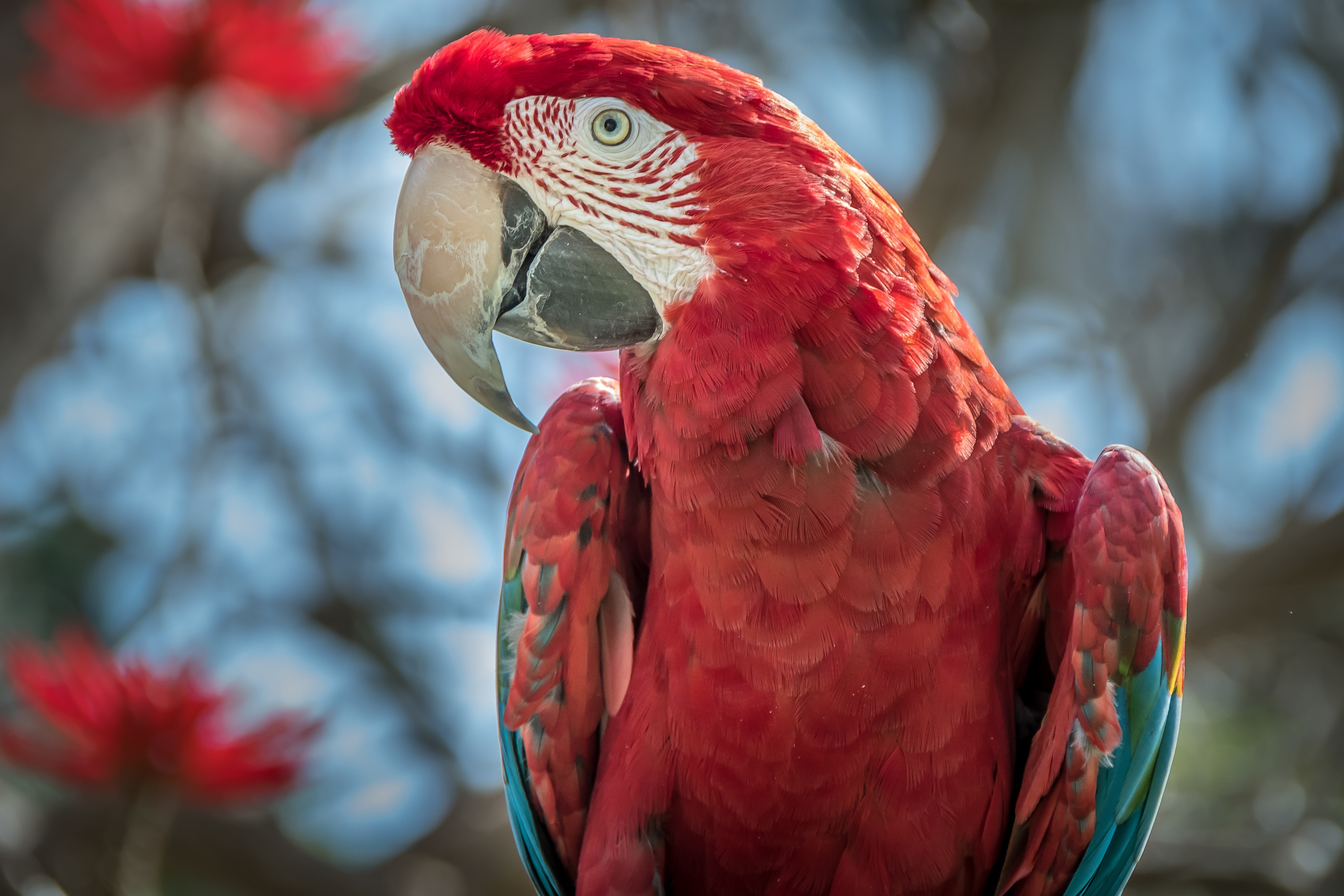 Red And Green Macaw Parrot Beak Wildlife Bird 2999x1999