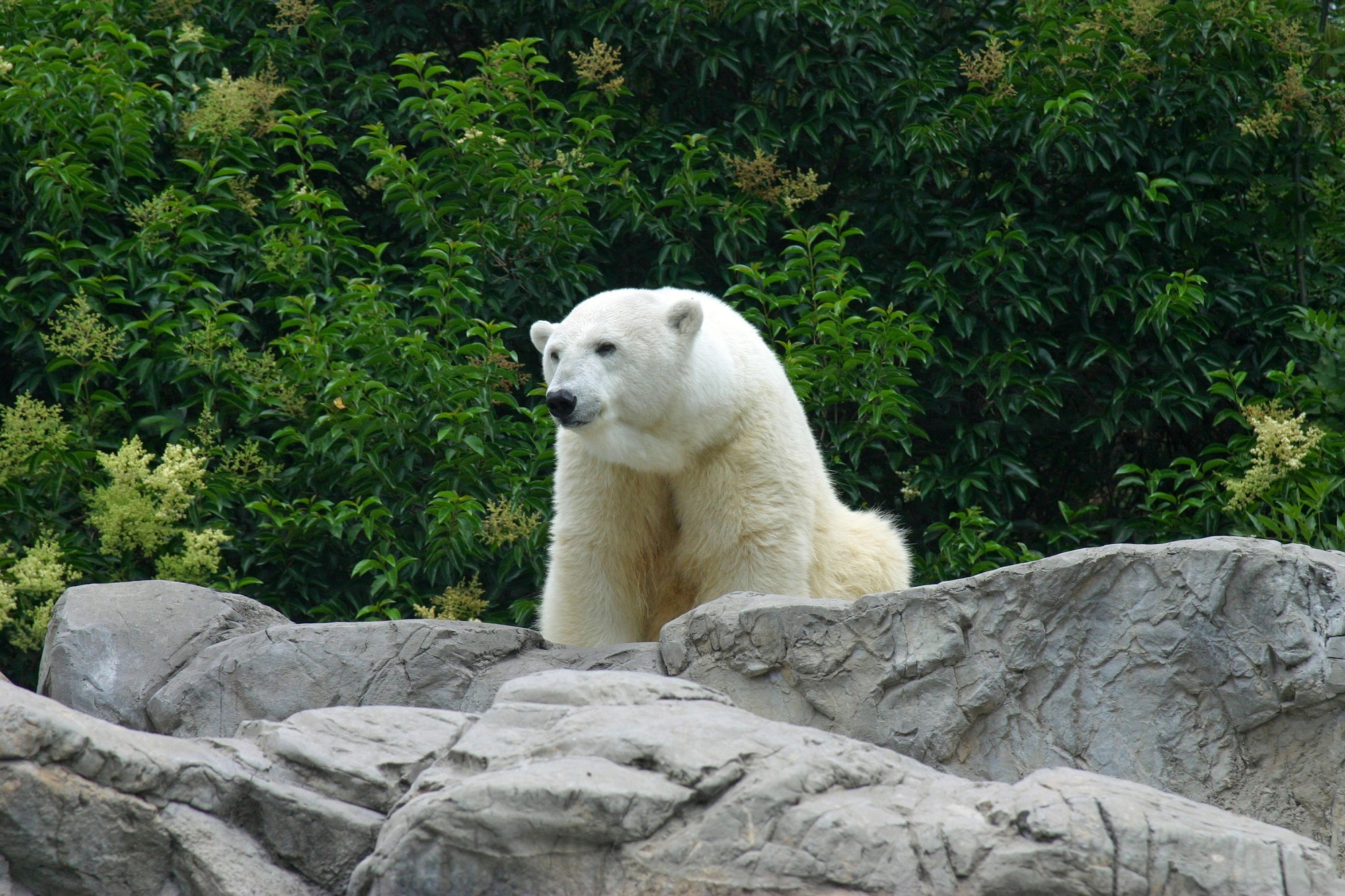 Polar Bear Predator Animal Zoo Rock 2000x1333