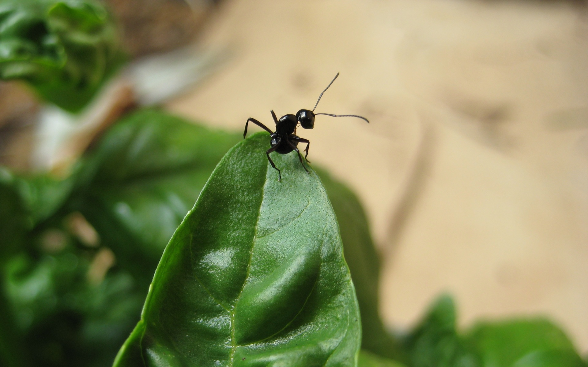Ants Basil Macro Macro Leaves Insect Animals 1920x1200