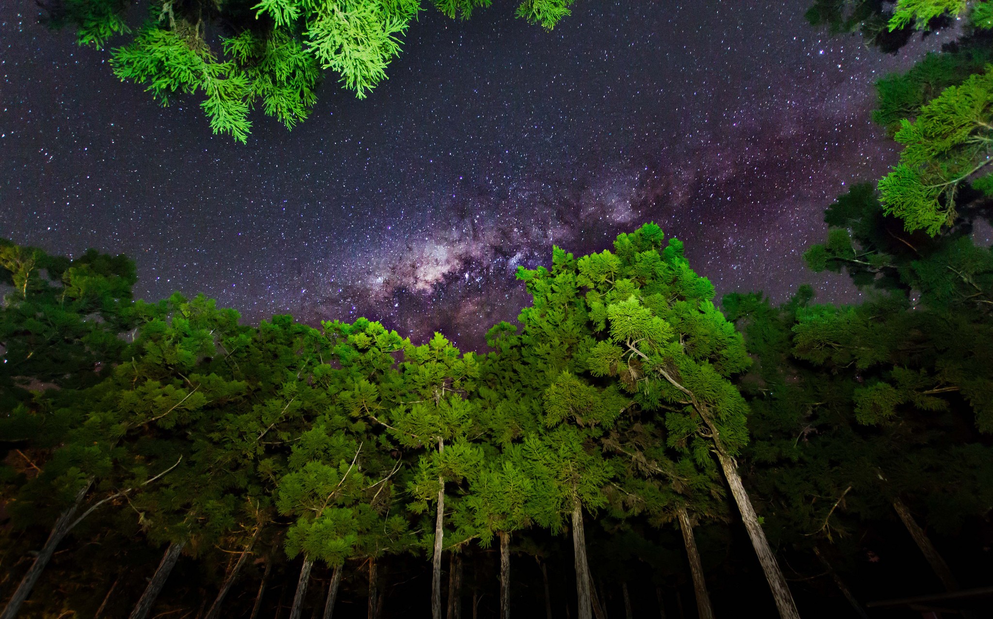 Star Trails Plants Trees Nature Forest 2048x1278