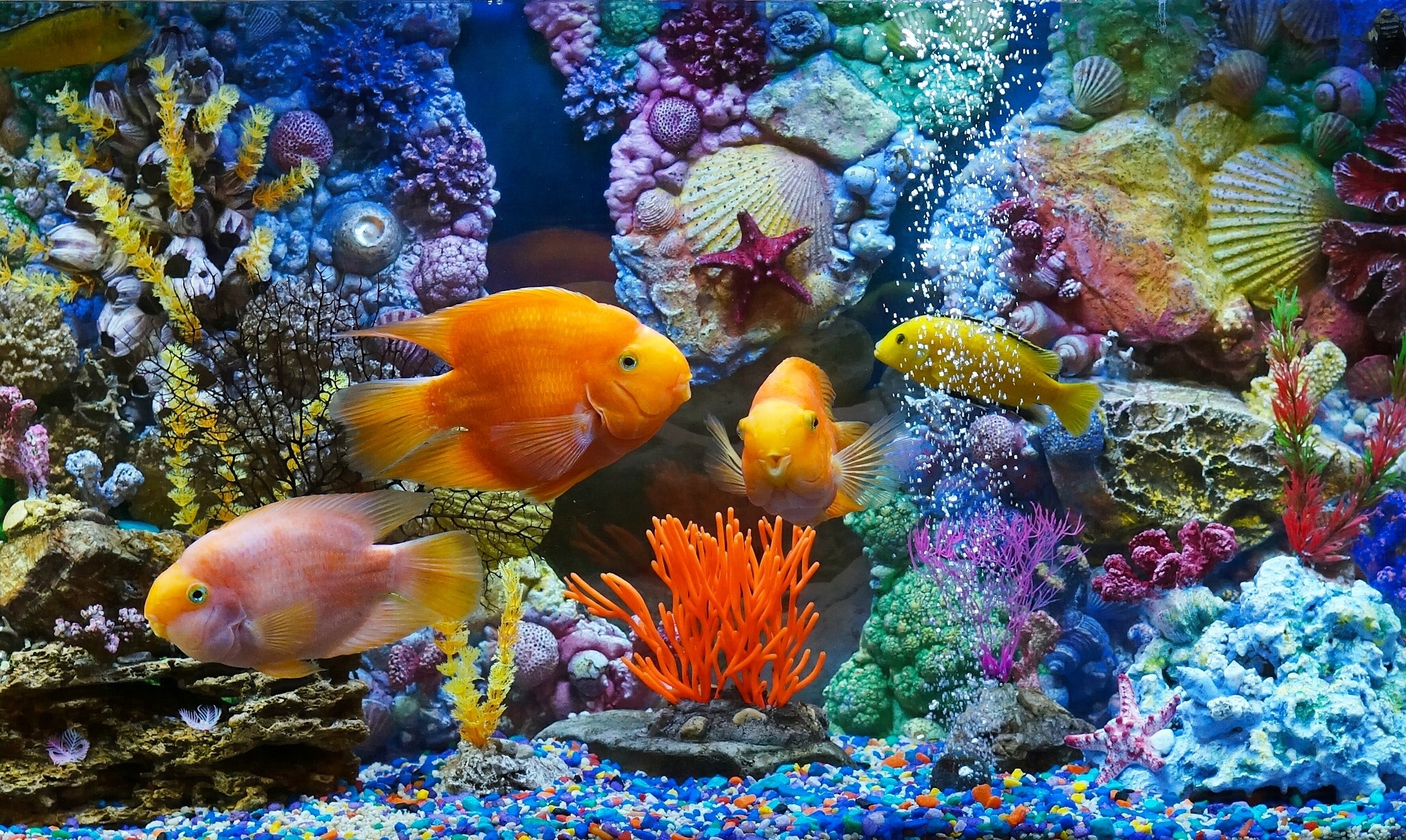 Fish Aquarium Fish Tank Tropical Fish Tropical Fish Animals 2048x1224