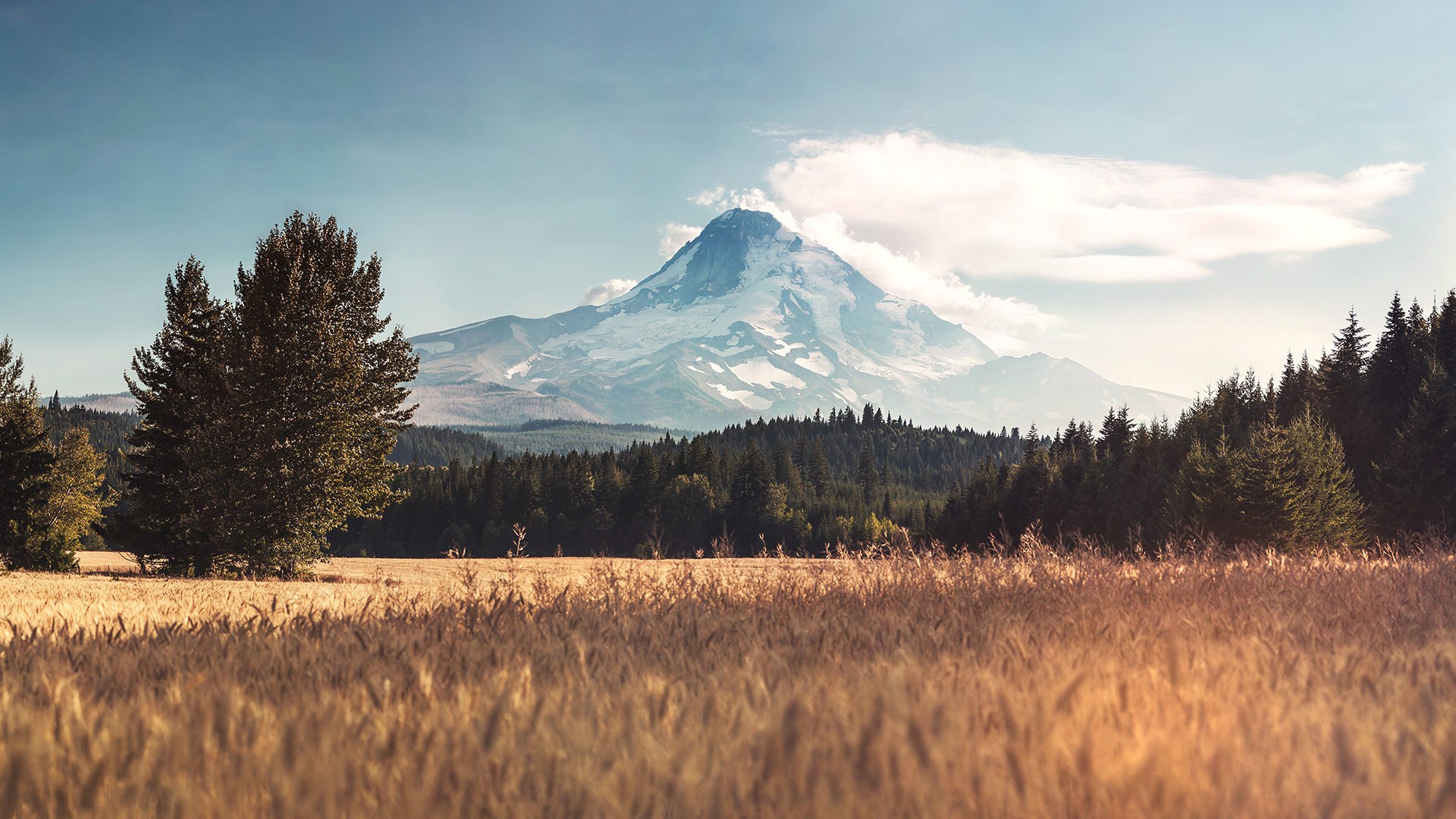 Trees Mount Hood Photo Manipulation Field Mountains Clouds Forest Oregon 1920x1080