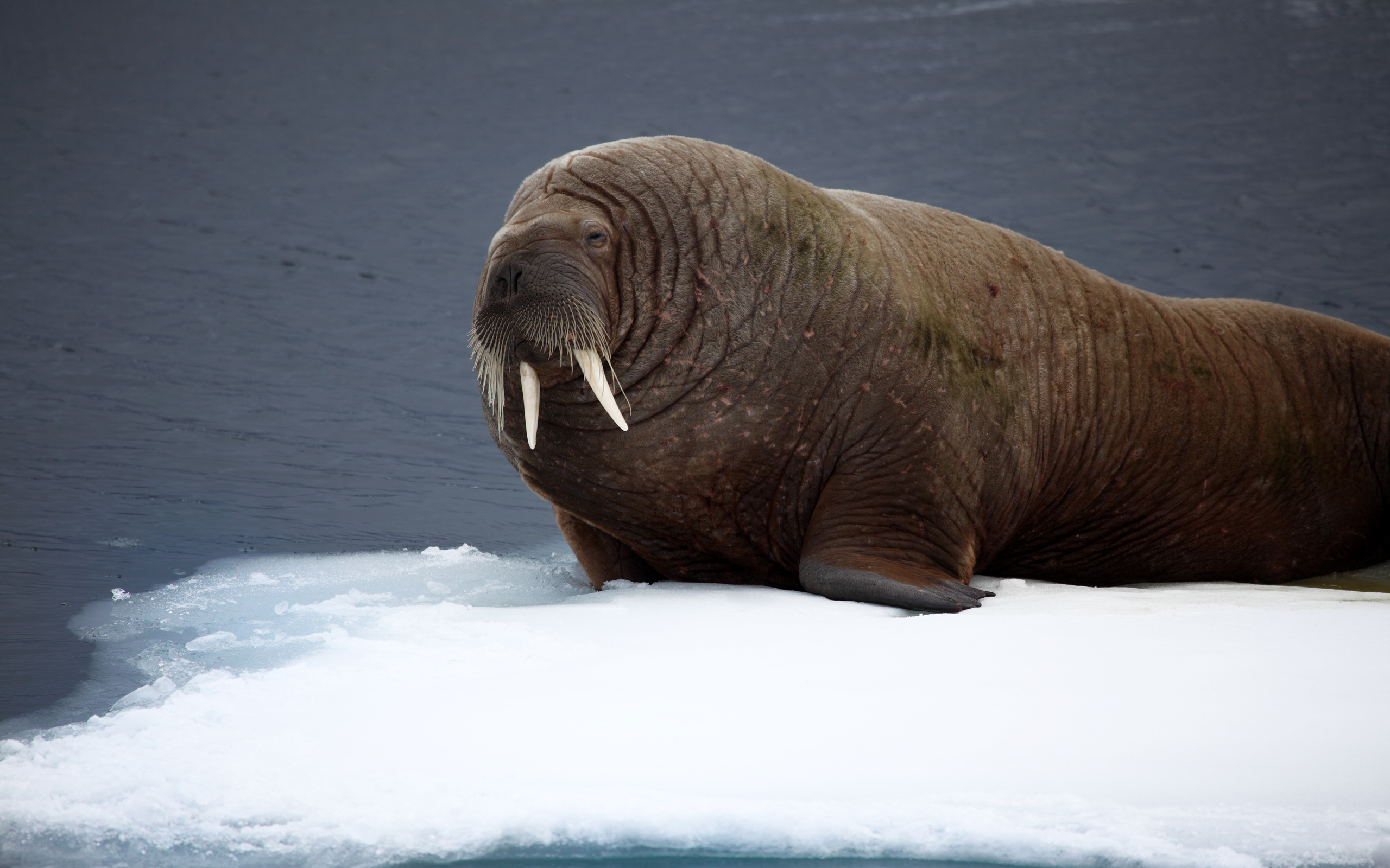 Animal Walrus 2560x1600