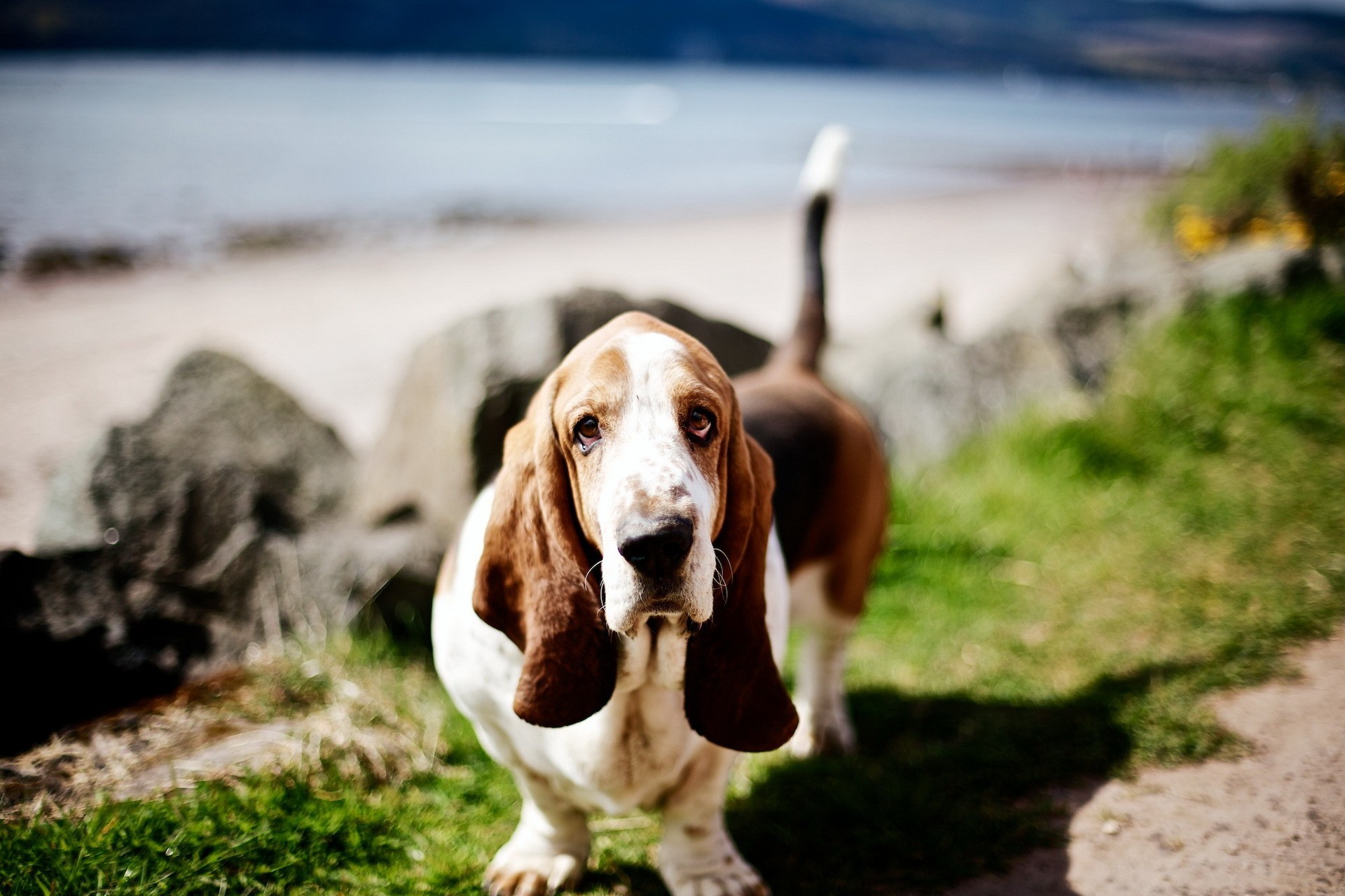 Animal Basset Hound 1920x1280