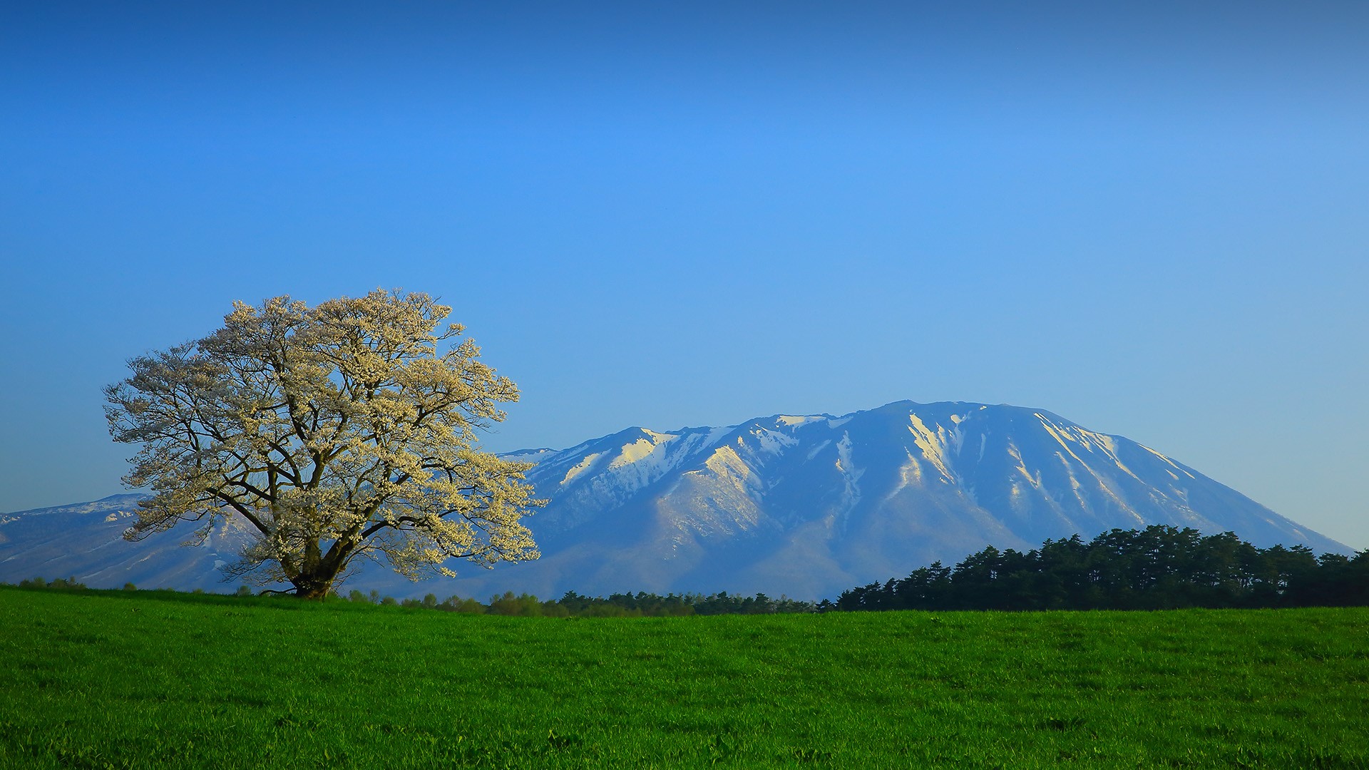 Grass Nature Landscape Clear Sky Mountains Trees Field Spring Yoshino Cherries Food T Hoku Japan 1920x1080