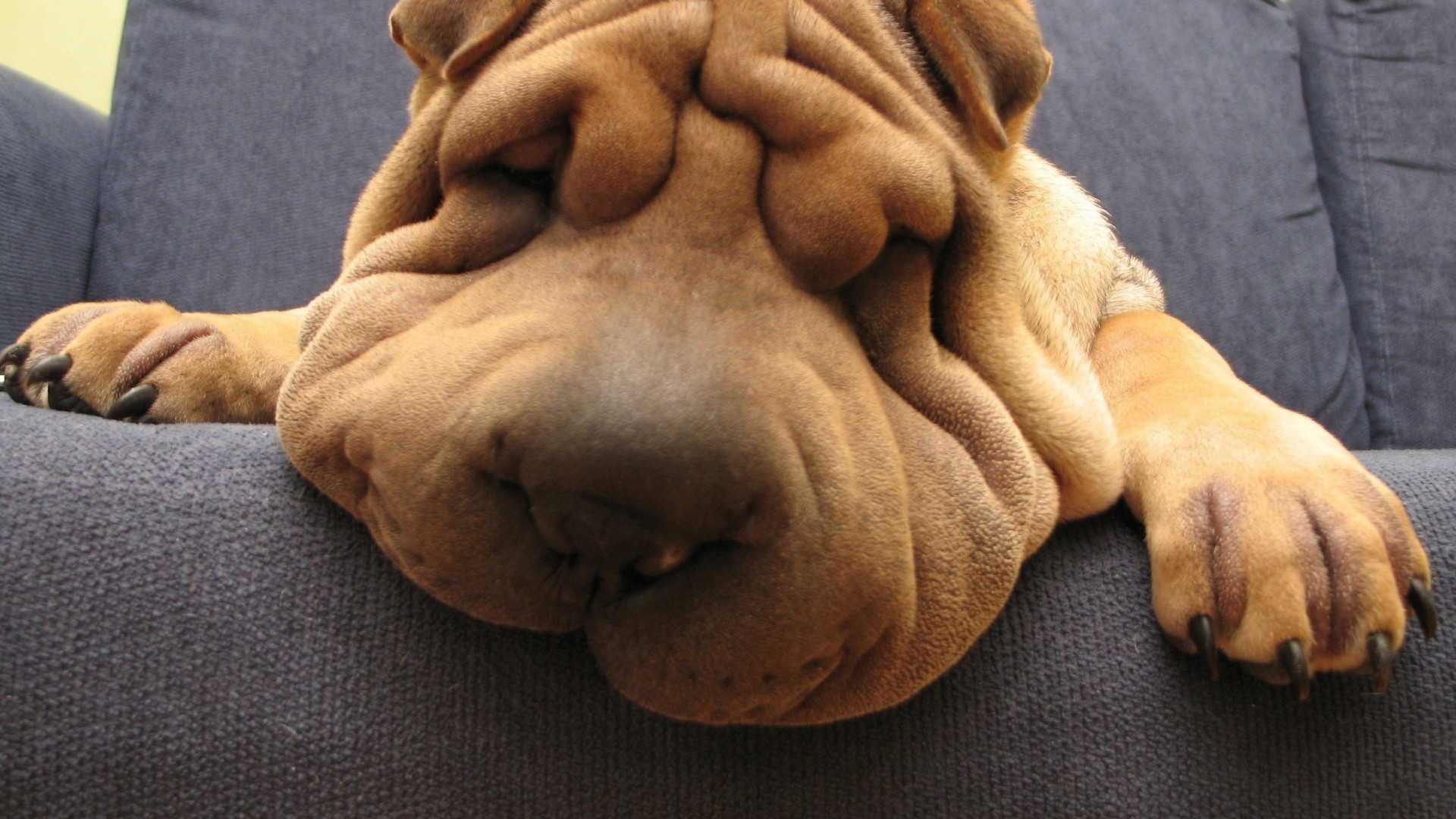 Dog Wrinkles Animals Good Boy 1920x1080