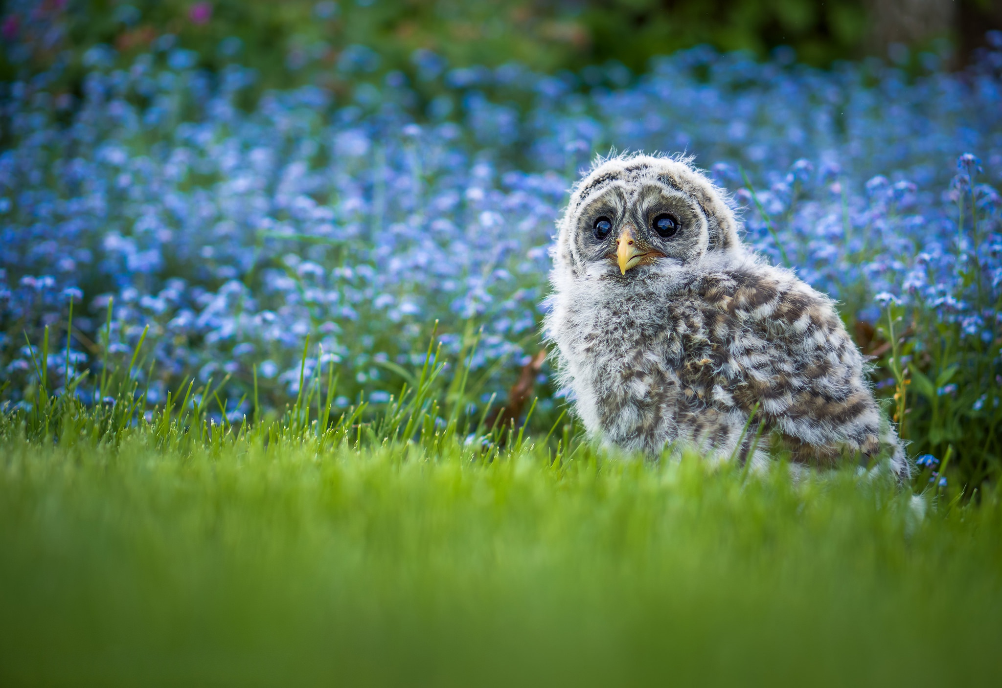 Barred Owl Owl Bird Grass Blue Flower Blur 2048x1407