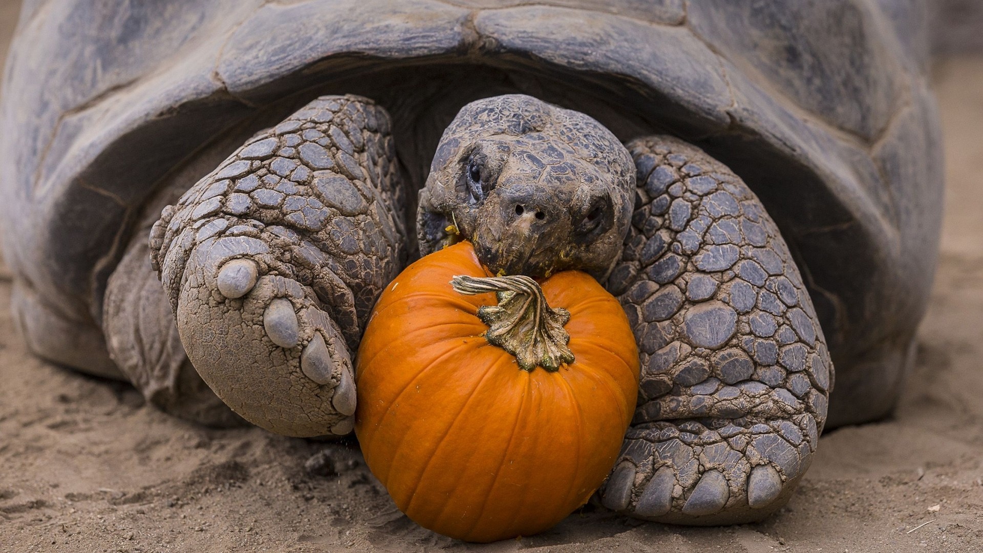 Nature Animals Turtle Eating Pumpkin Sand Closeup Depth Of Field Tortoises 1920x1080