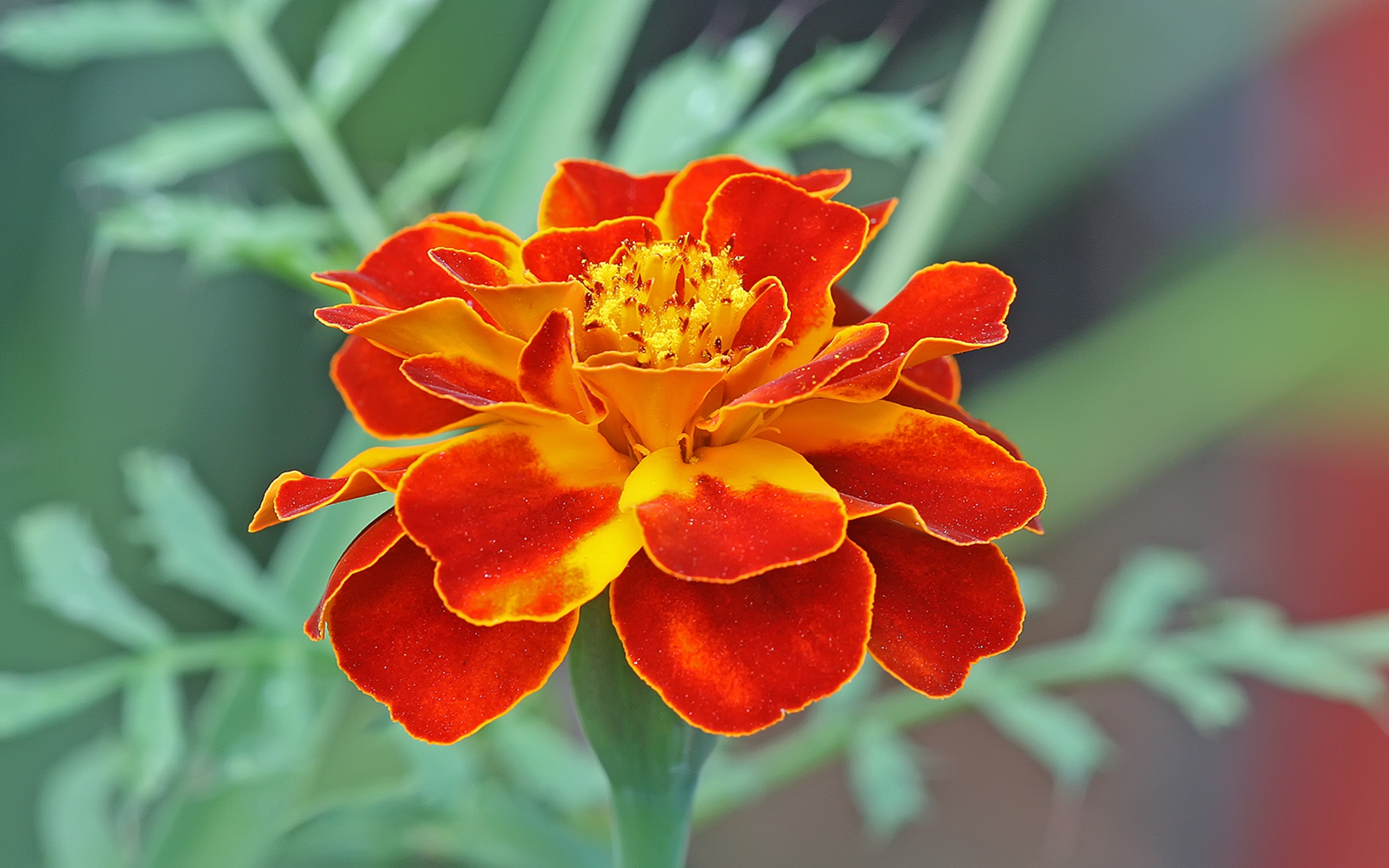 Earth Flower Marigold Close Up Orange Flower 2560x1600