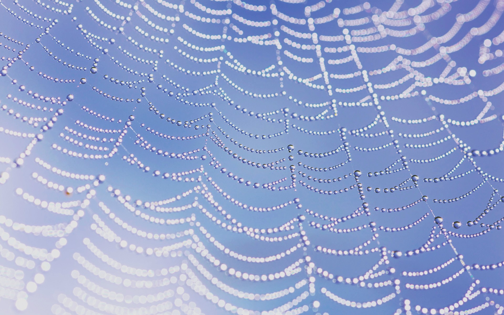 Spider Webs Water Drops Dew 1920x1200