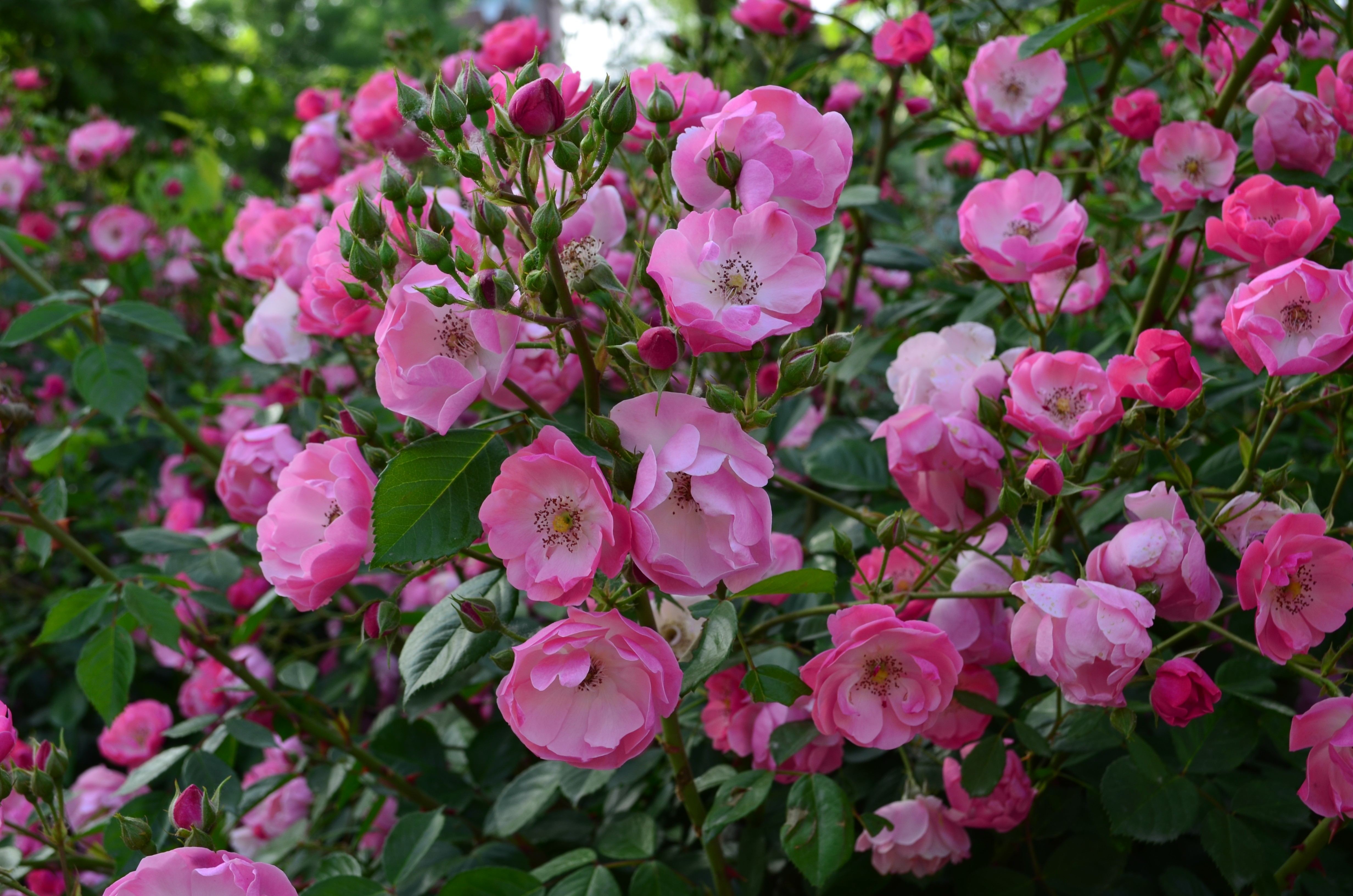Earth Flower Pink Flower 4928x3264