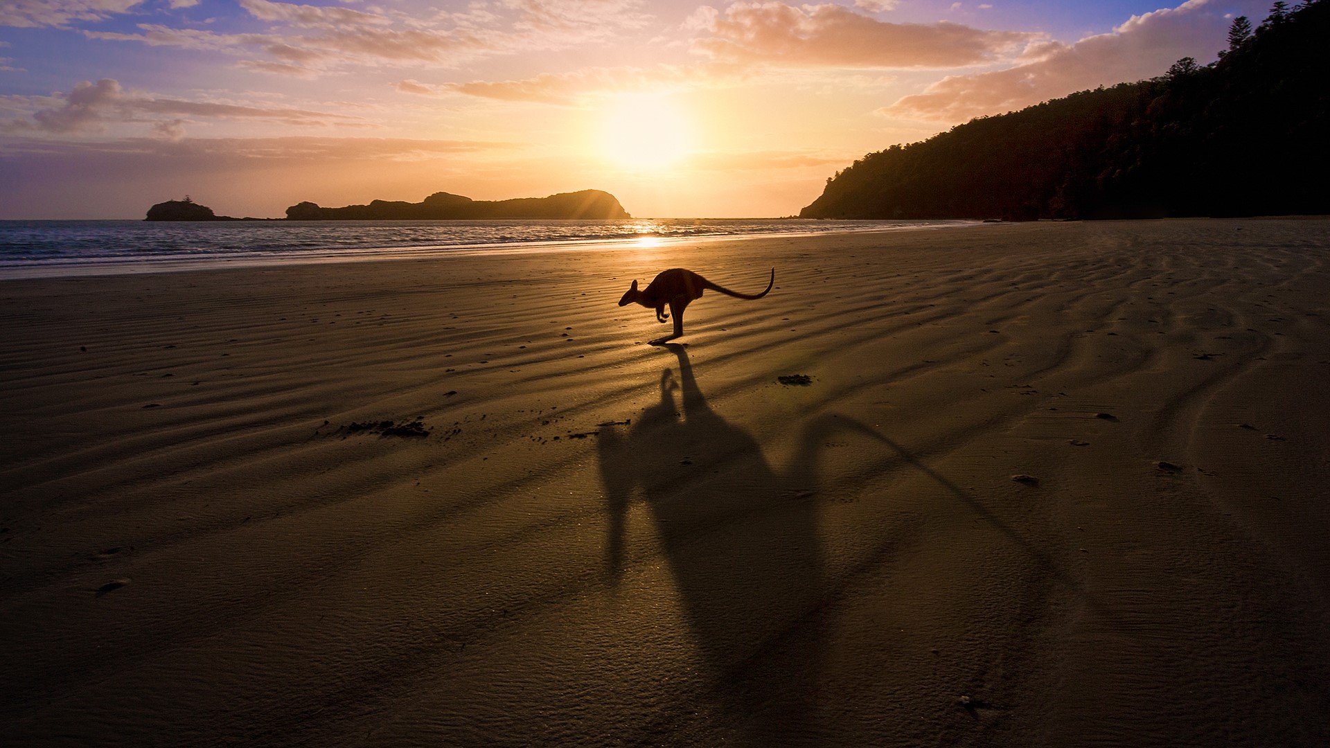 Kangaroos Sunrise Beach Queensland Australia Sand Sun Horizon Trees 1920x1080