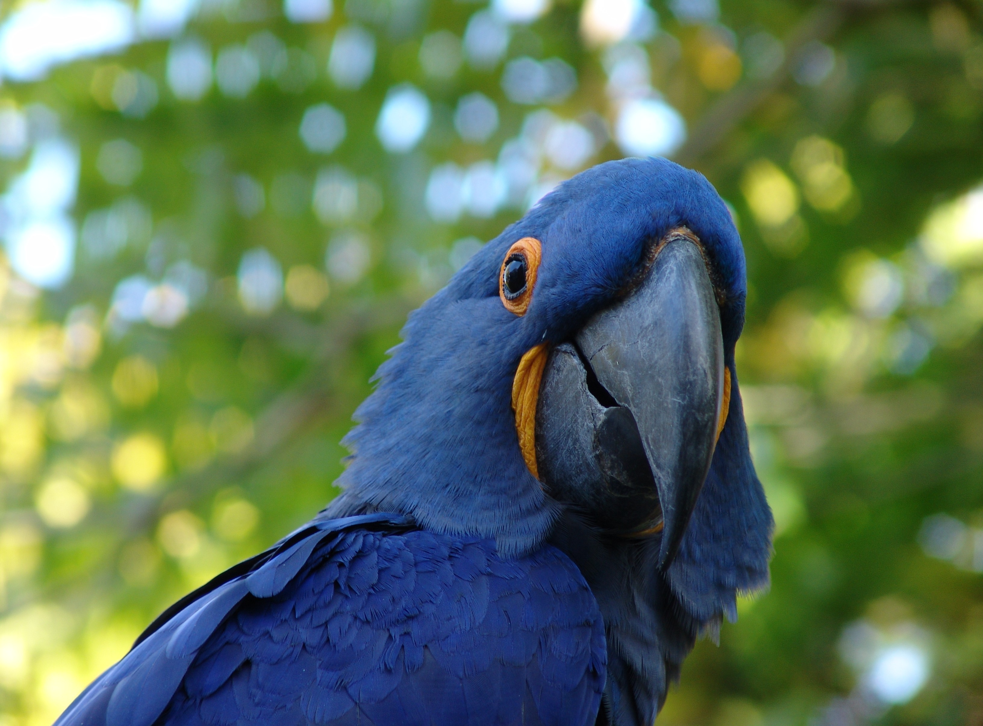 Animals Birds Macaws Parrot 3264x2410