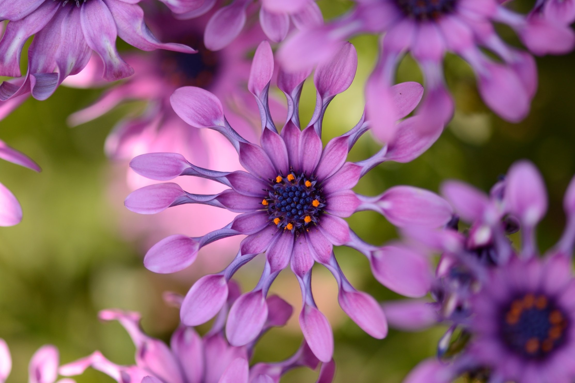 Daisy Close Up Flower Purple Flower 2226x1484