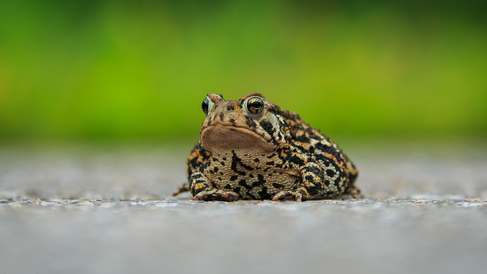 Macro Toad 1920x1080