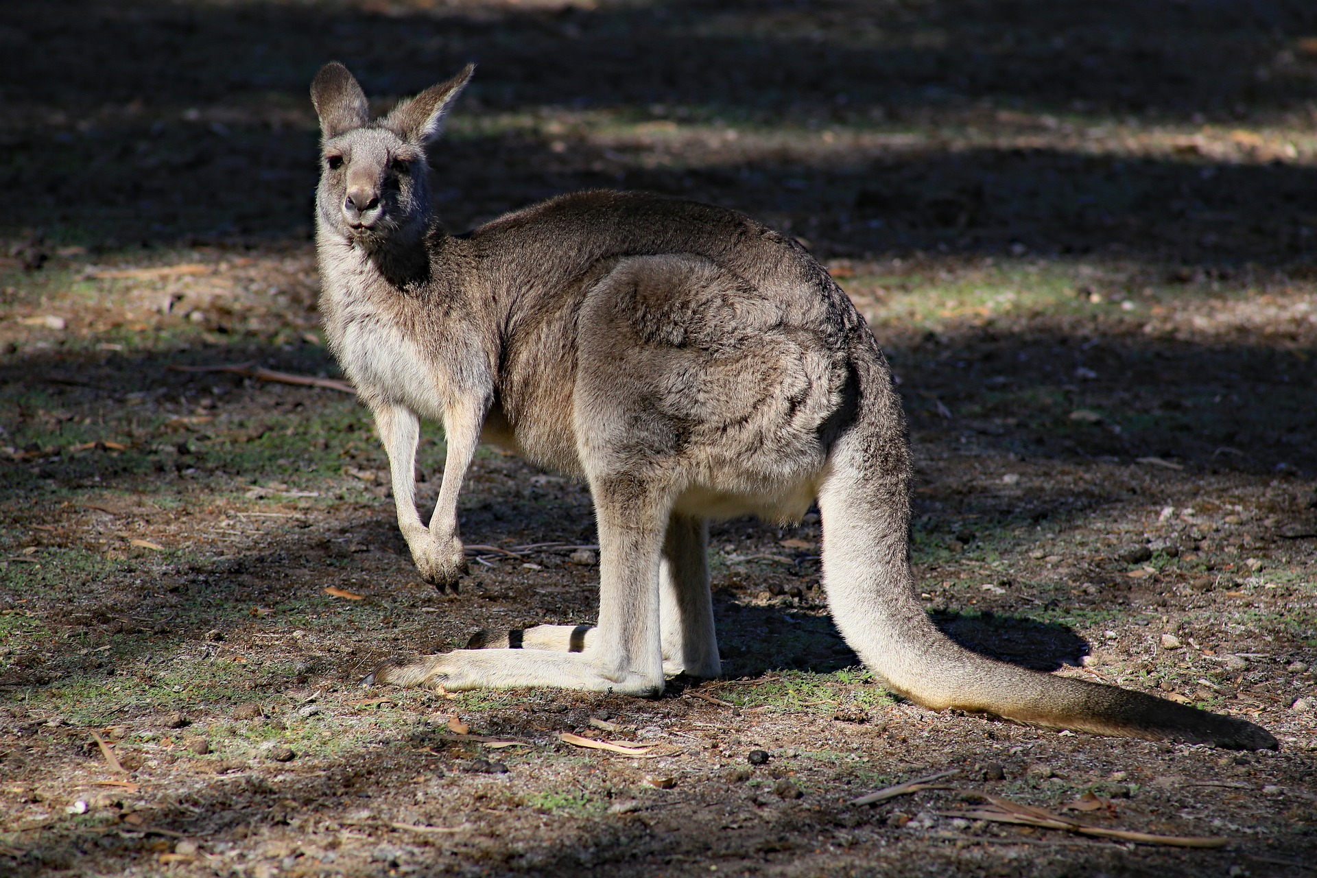 Kangaroo Marsupial Mammal Animal 1920x1280