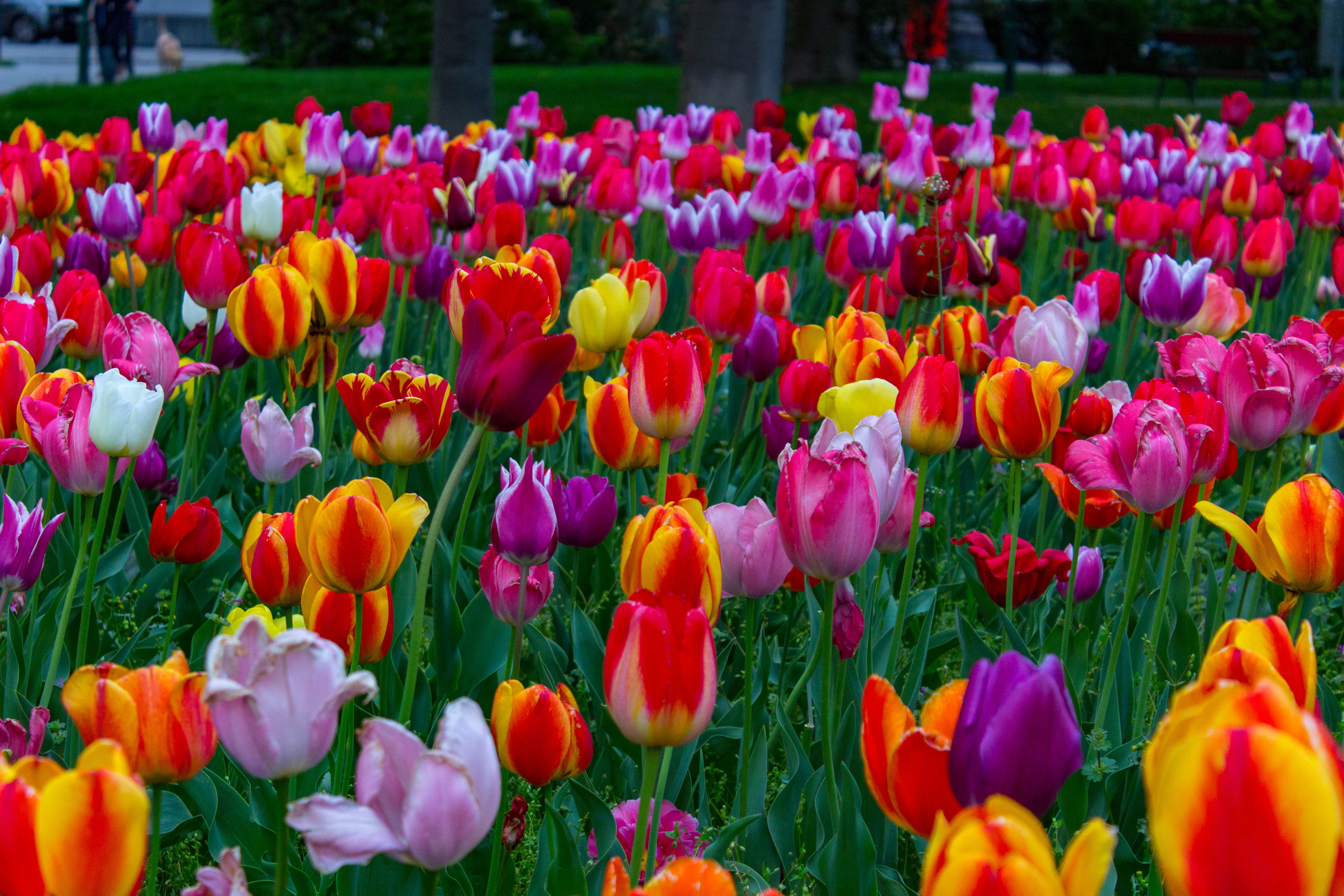 Flowers Colorful Vienna Tulips 5184x3456