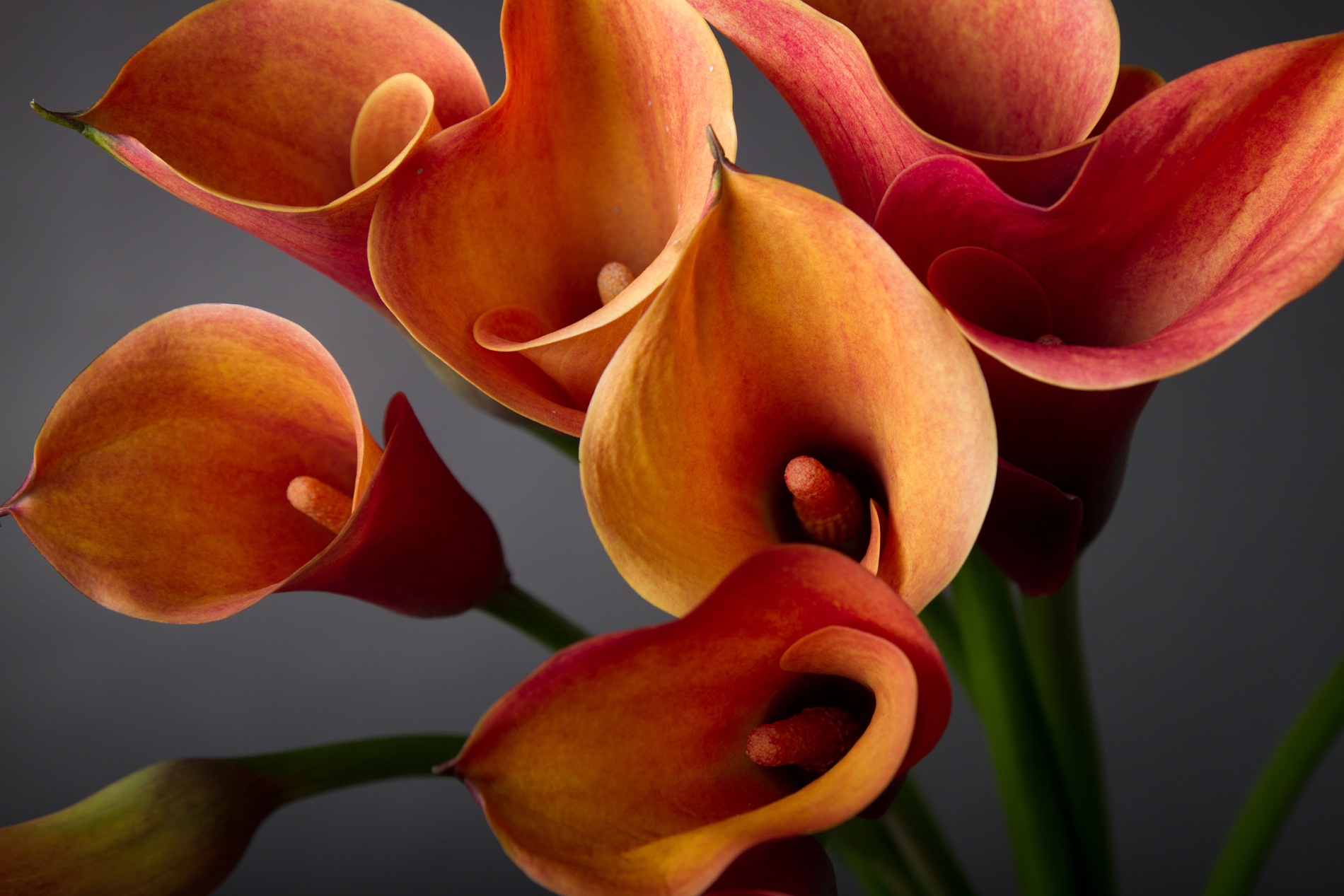 Earth Flower Calla Lily Orange Flower 1900x1267