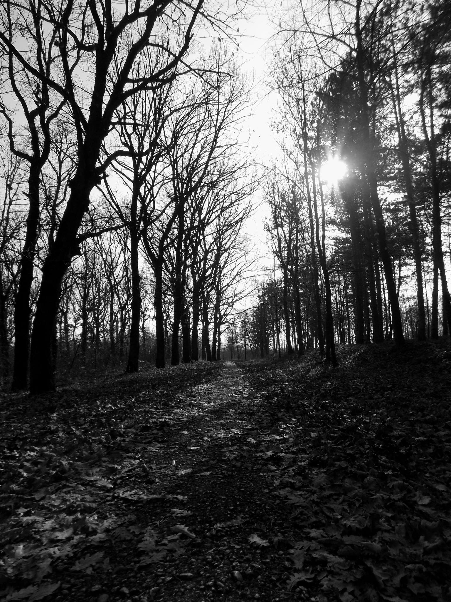 Monochrome Path Forest Park Serbia 1536x2048