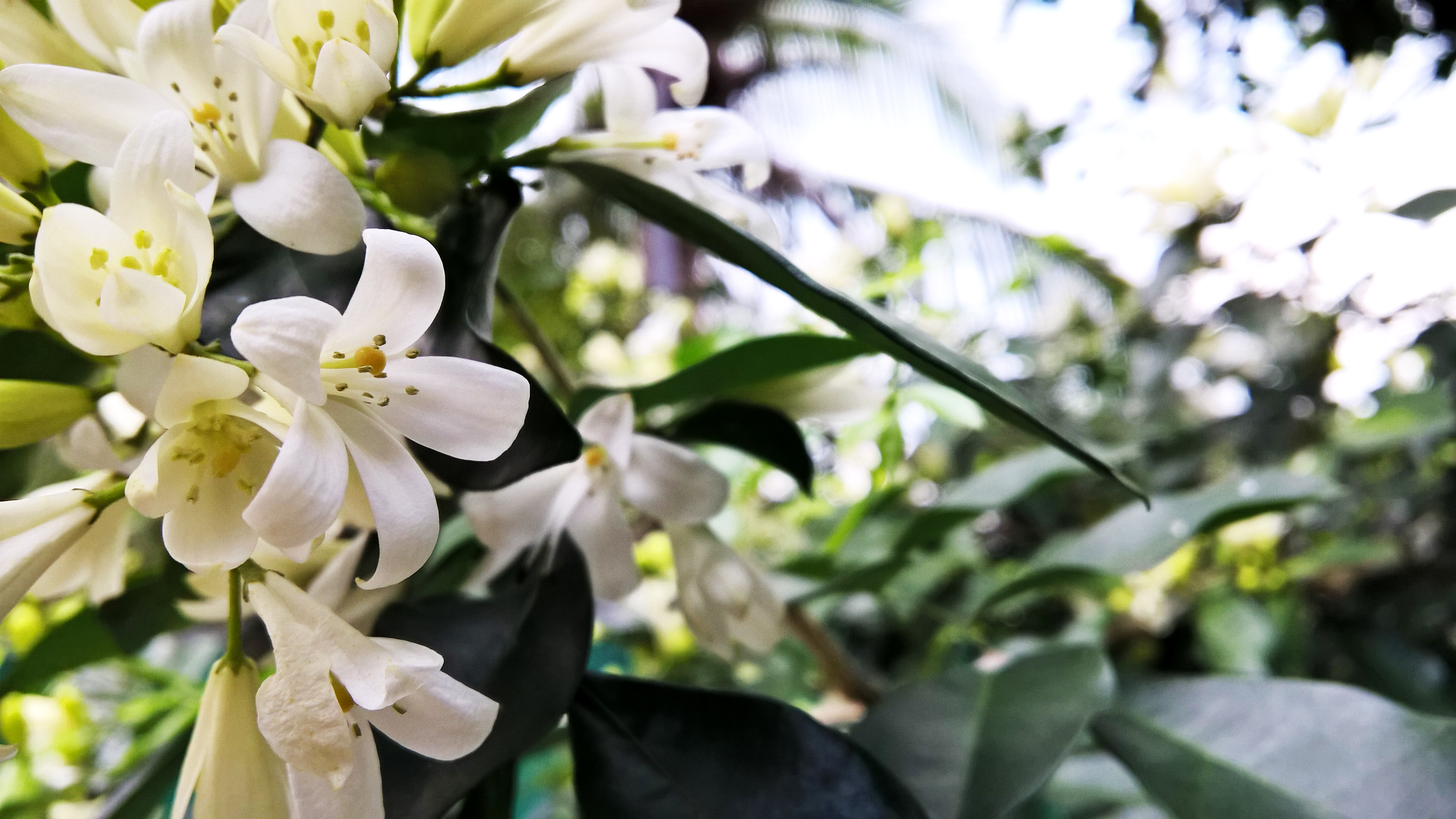 Leaves Flowers Trees Landscape Sri Lanka 4208x2368