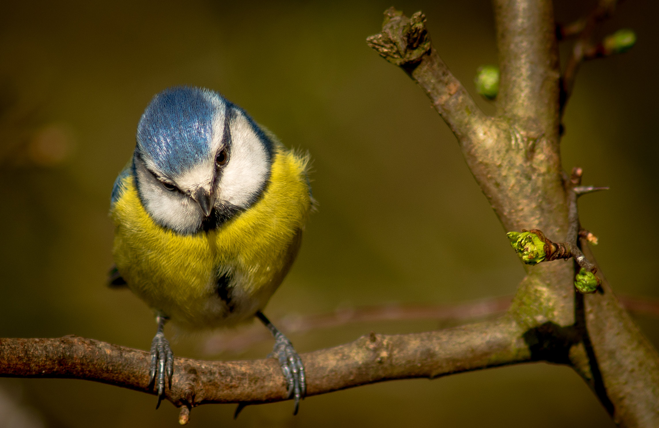 Animal Bird Blue Tit Branch Titmouse 2289x1488