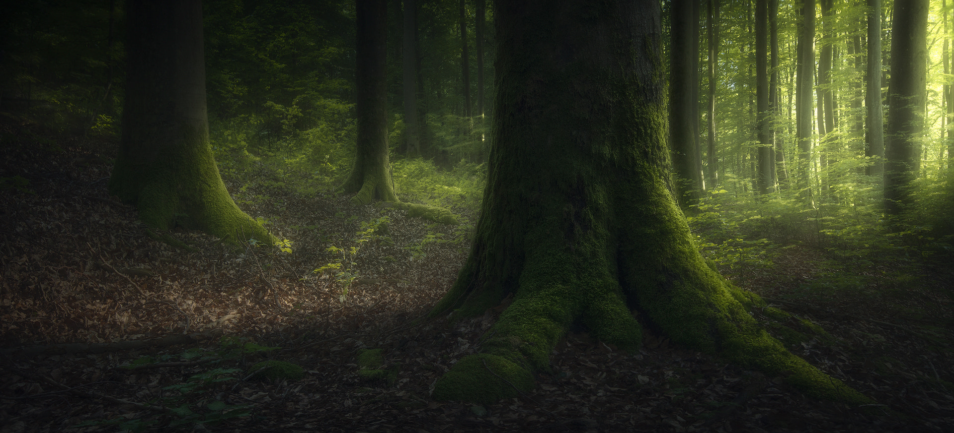 Nature Forest Trees 500px Moss Deep Forest Green 1920x873