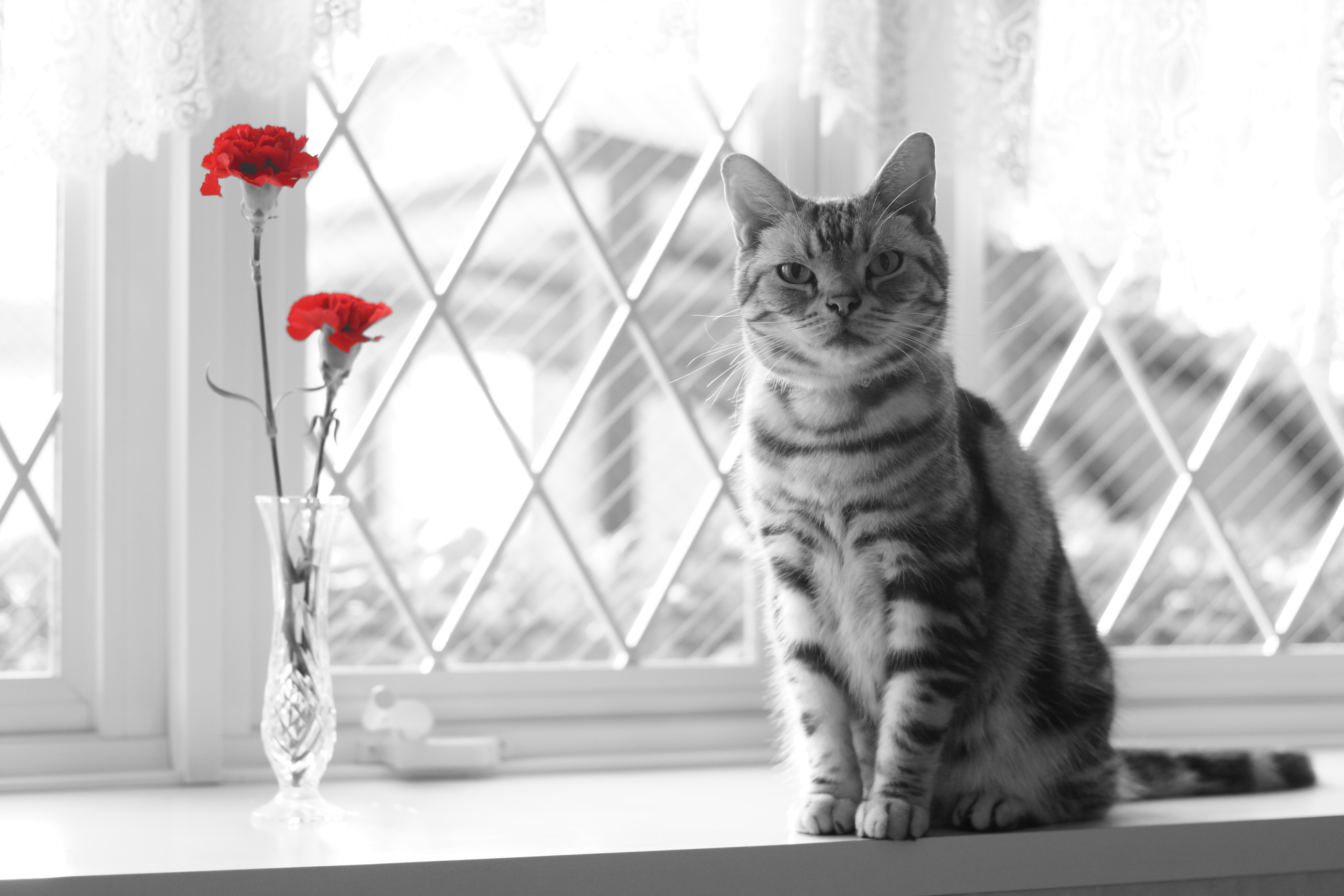 Cat Selective Color Red Flower 6000x4000