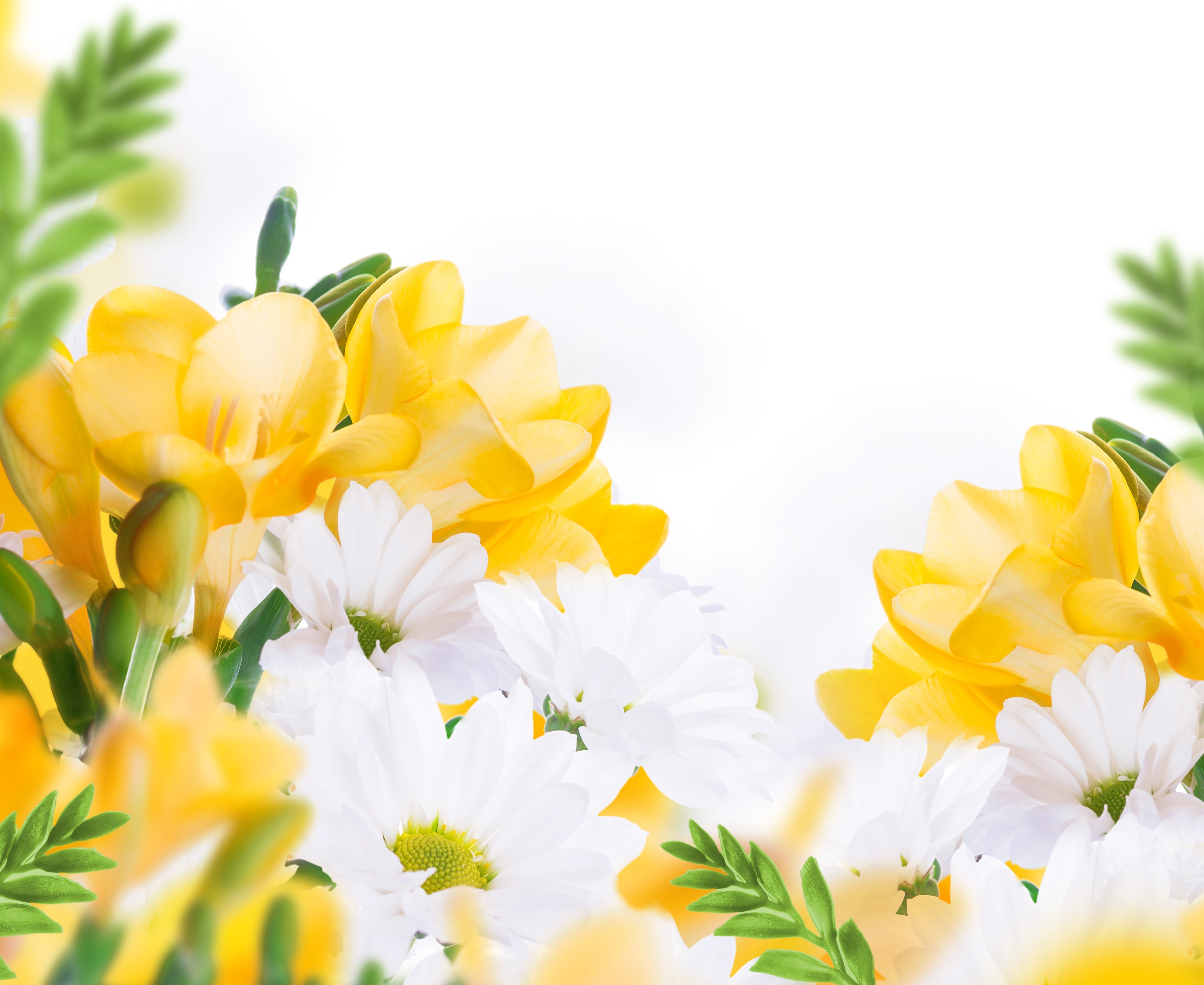 Chrysanthemum Flower White Flower Yellow Flower Wallpaper -  Resolution:4000x3272 - ID:394820 
