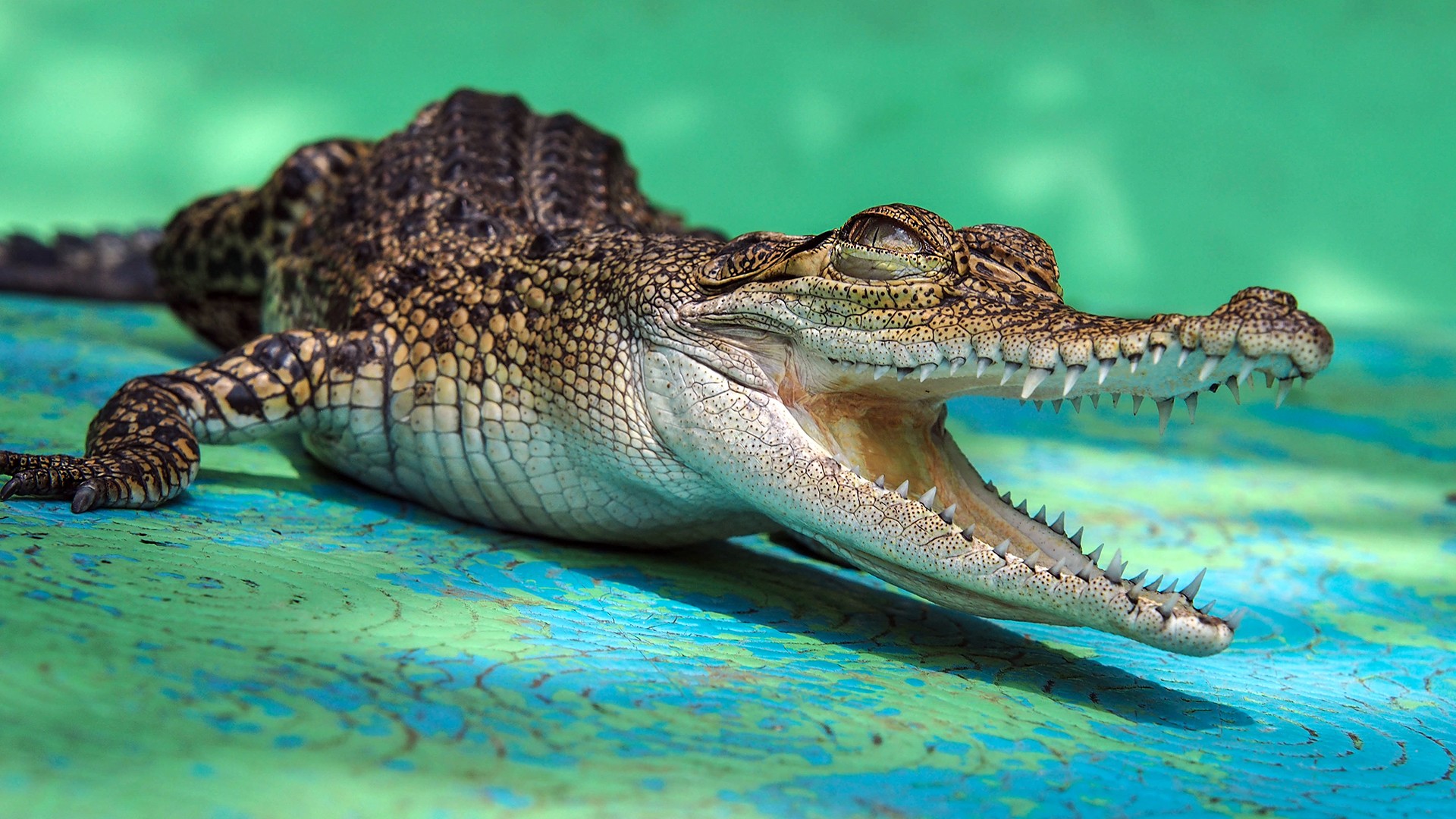 Animals Reptiles Teeth Green Alligators Crocodile 1920x1080